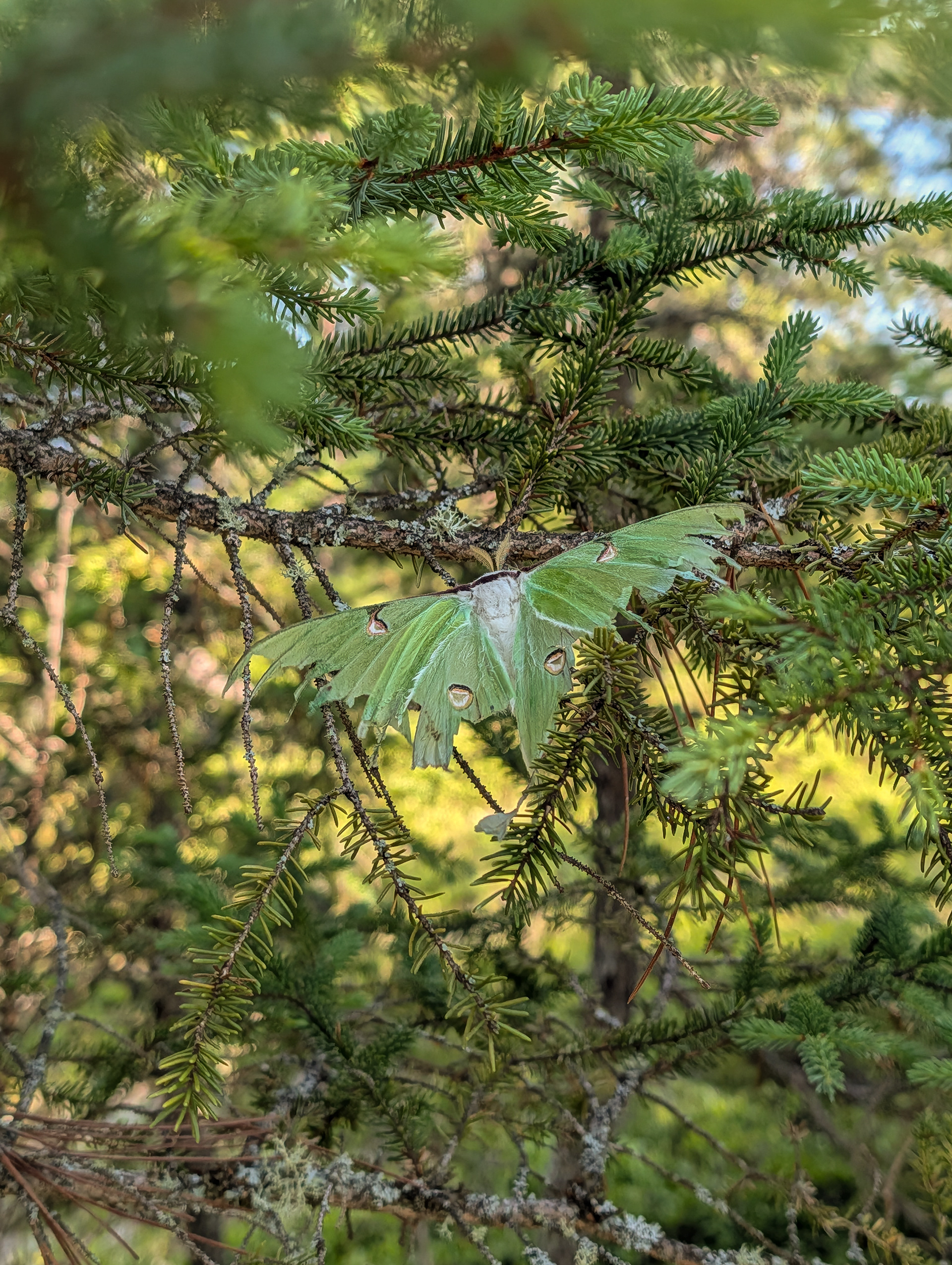 Luna moth.