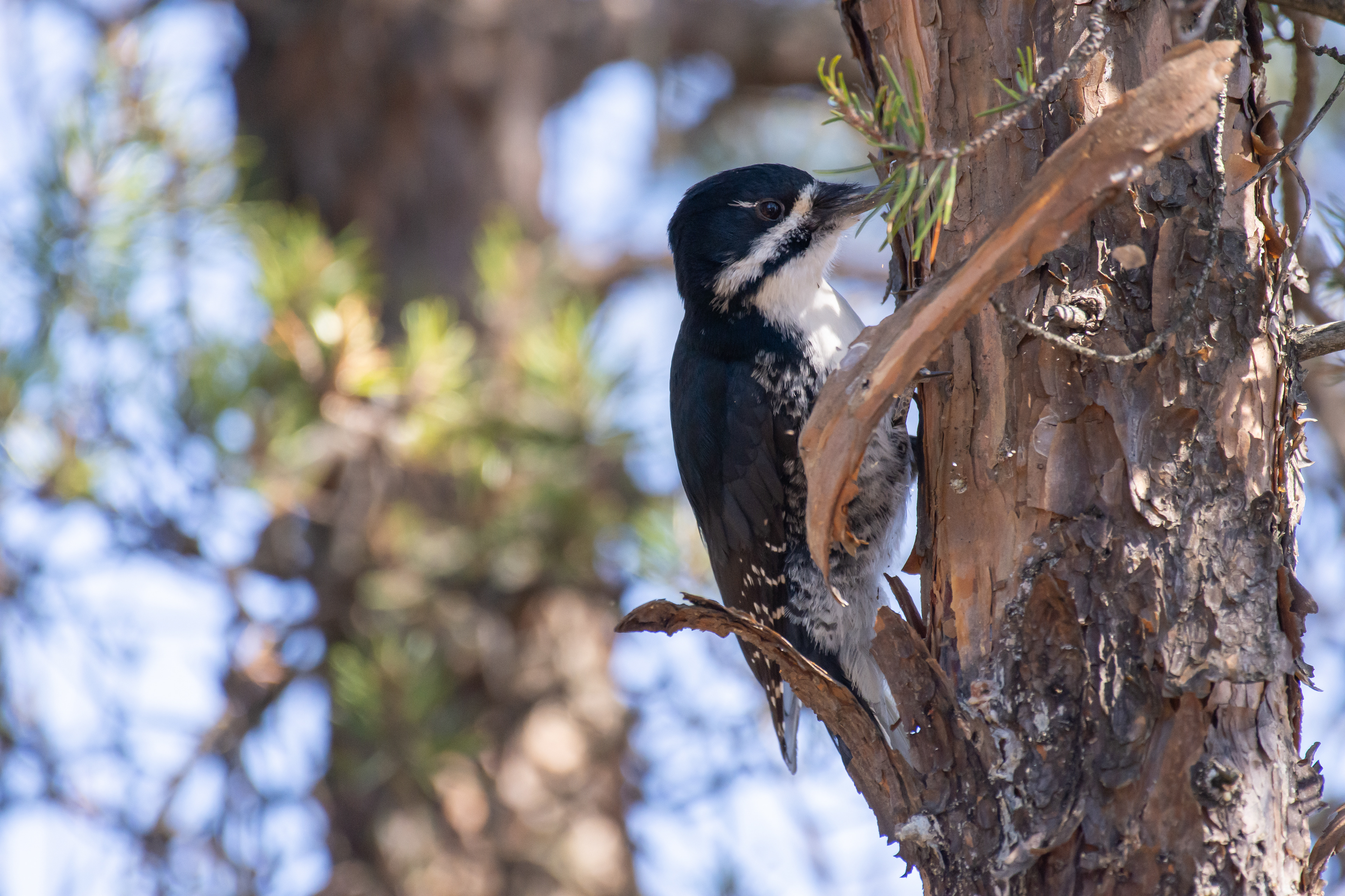 Black-backed woodpecker.