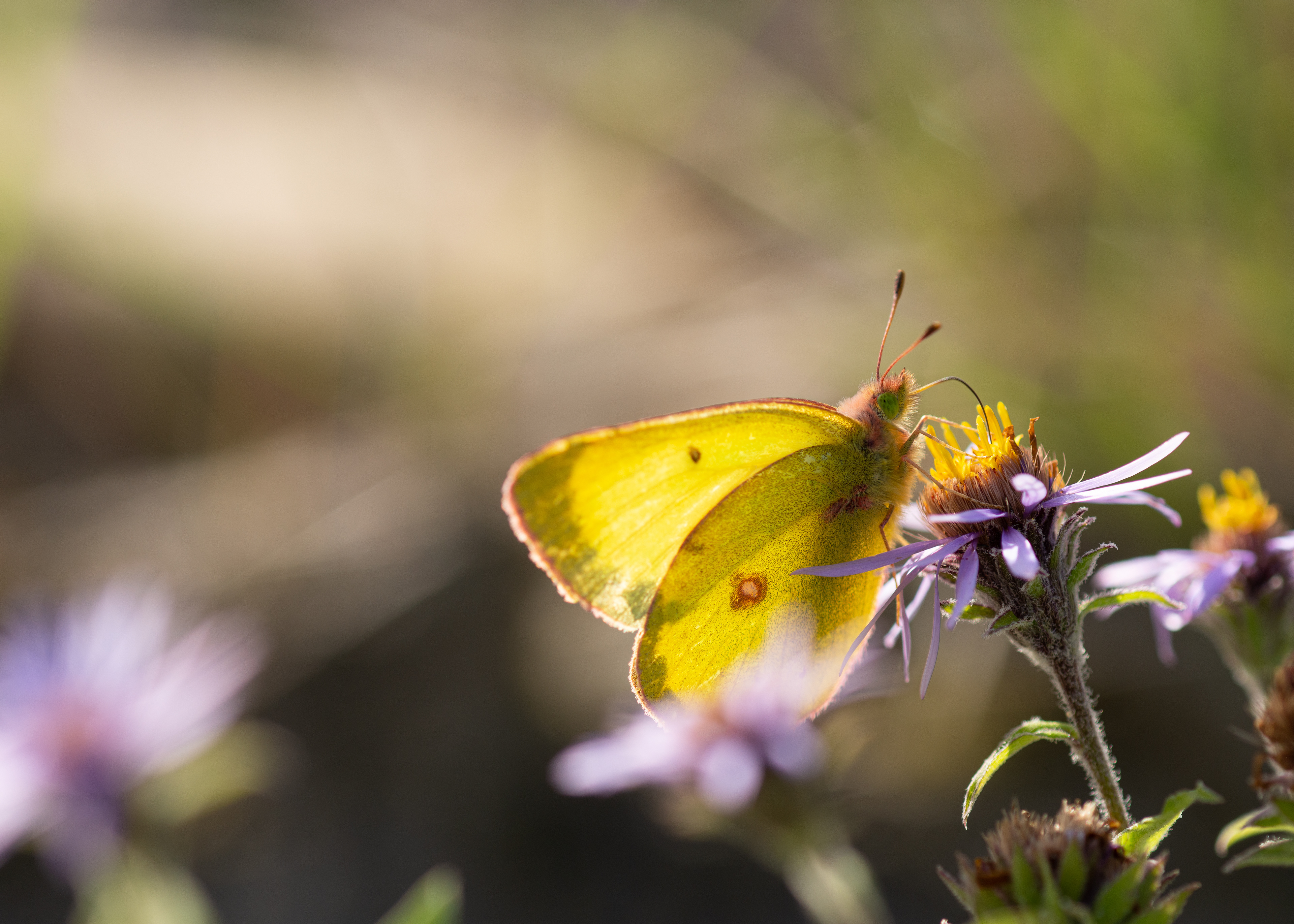 Sulphur sp. butterfly.