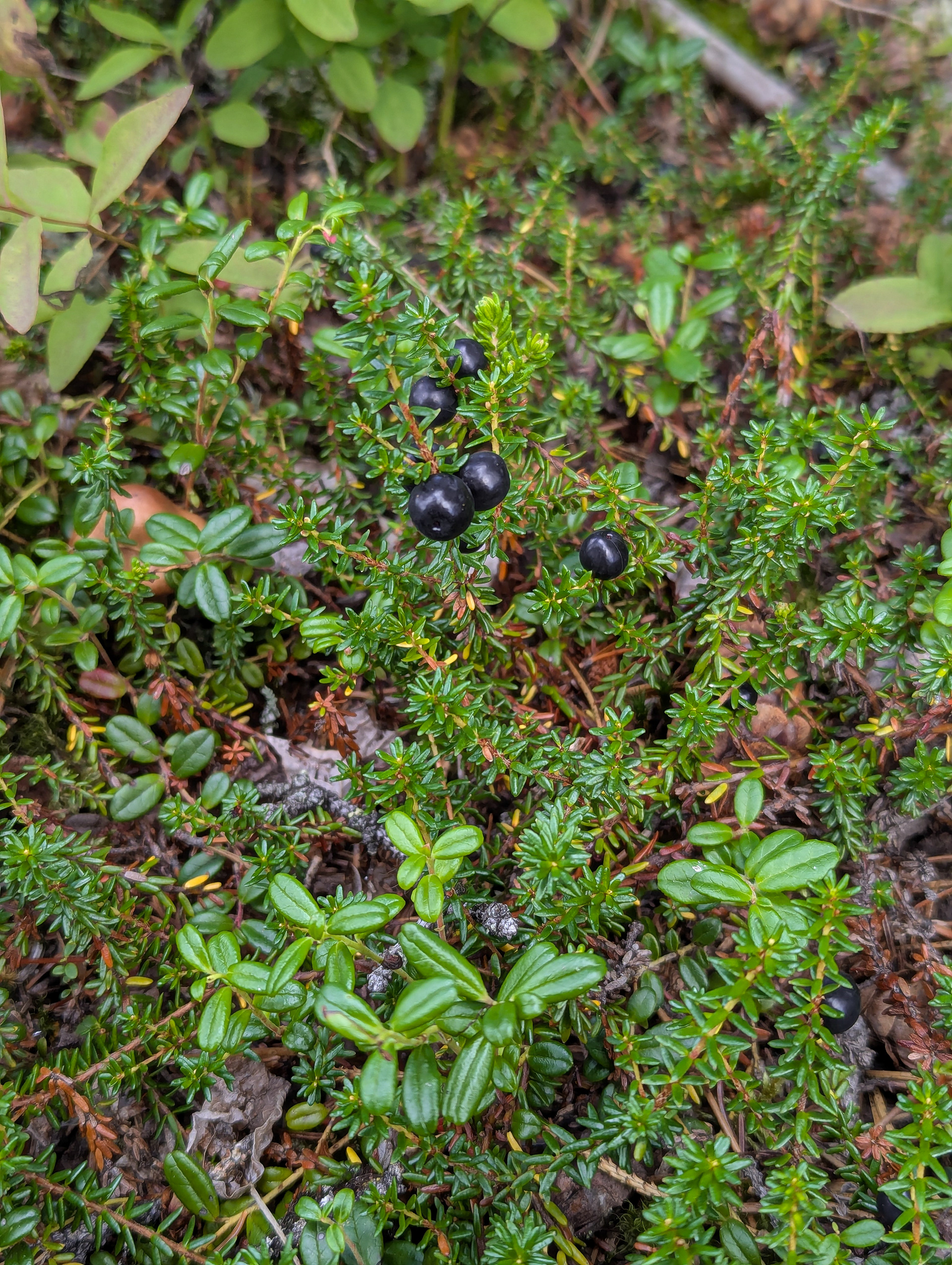 Black crowberry.