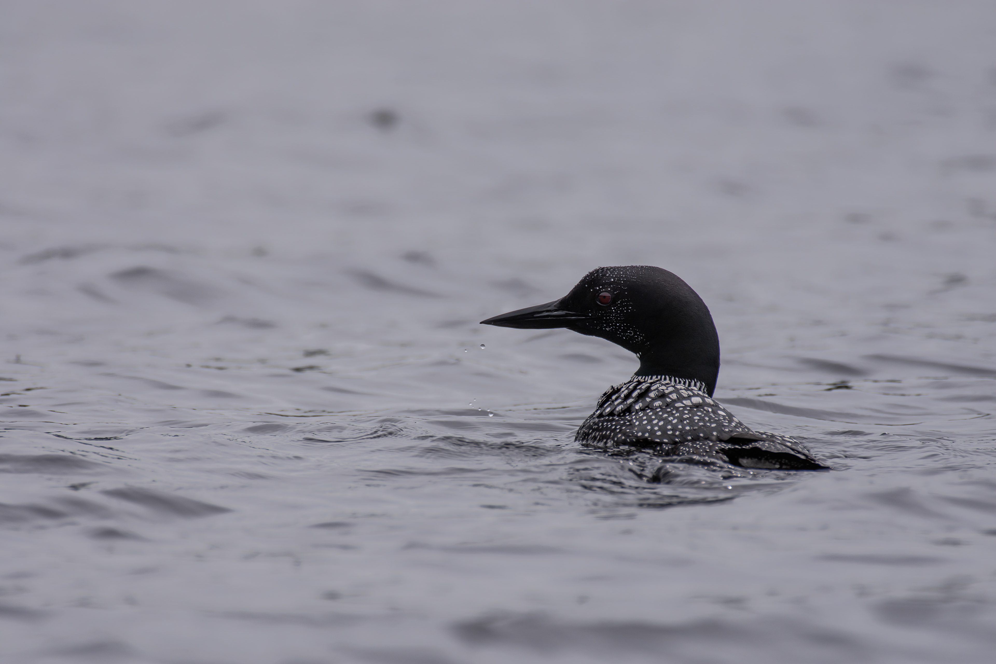 Common loon.