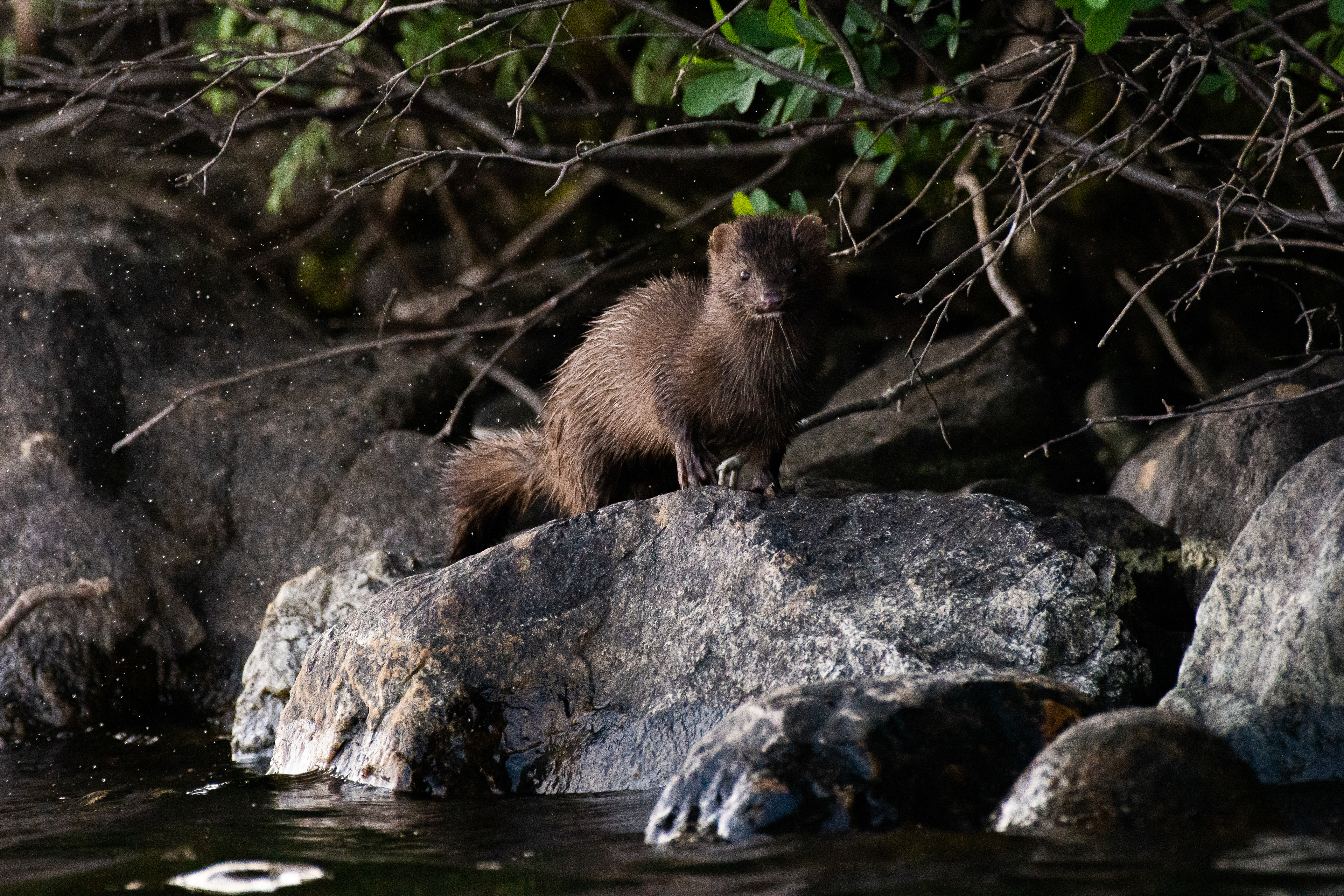 Mink.
