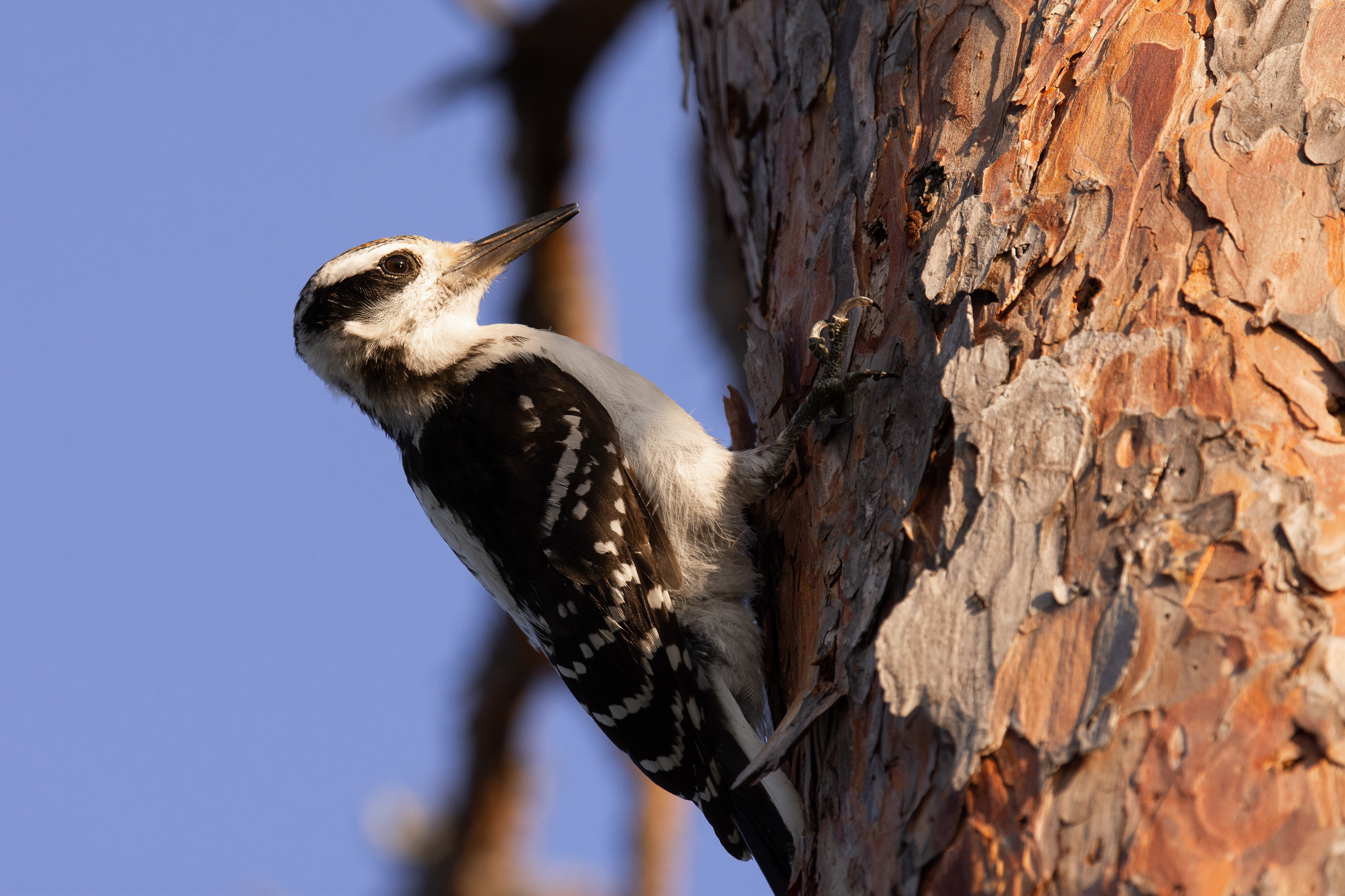 Hairy woodpecker (female).