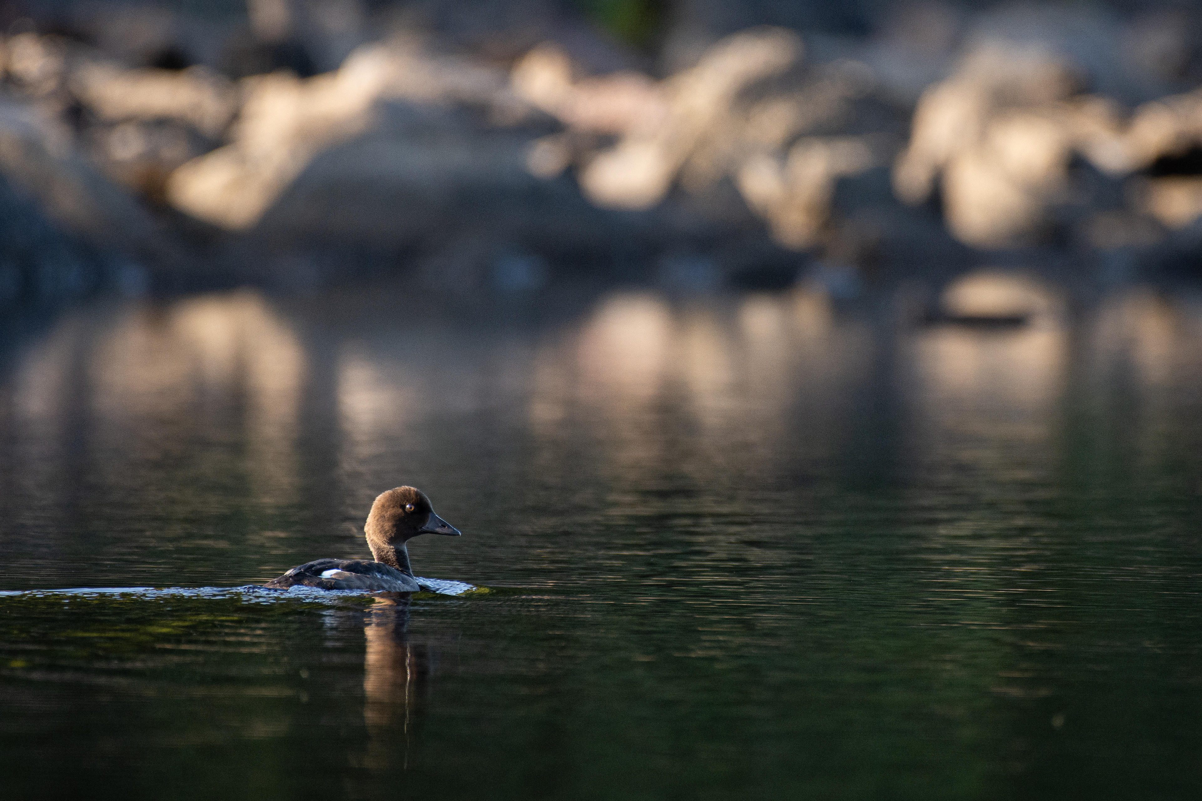 Common goldeneye.
