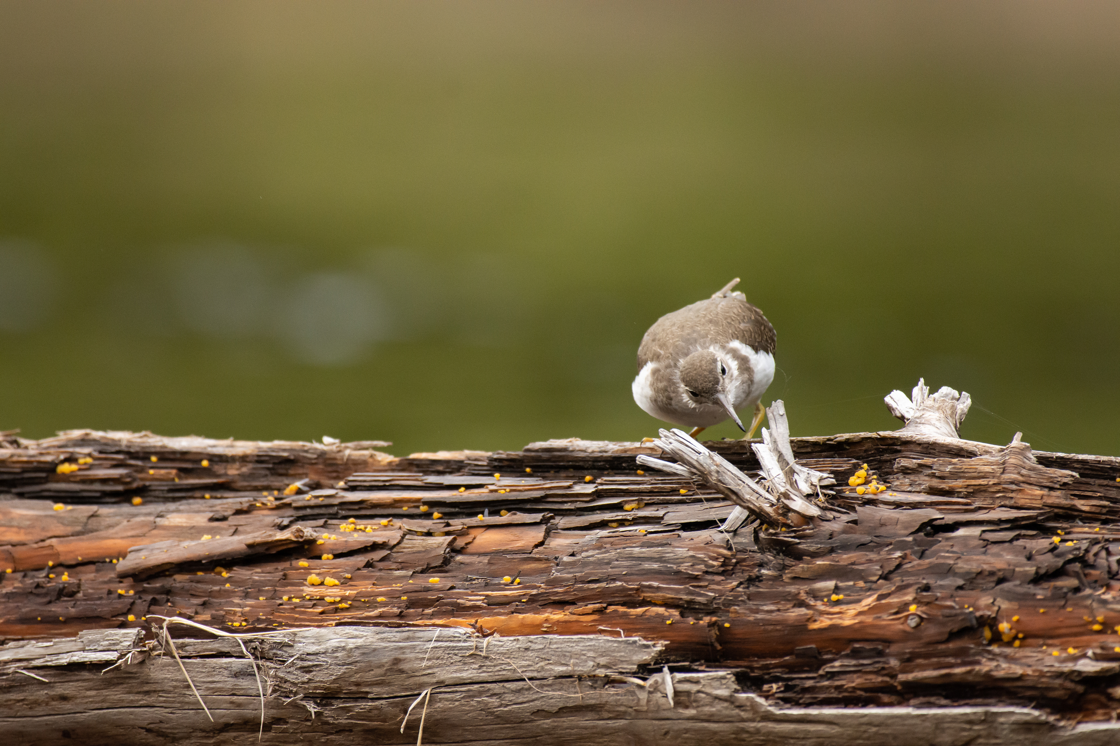 Common sandpiper.