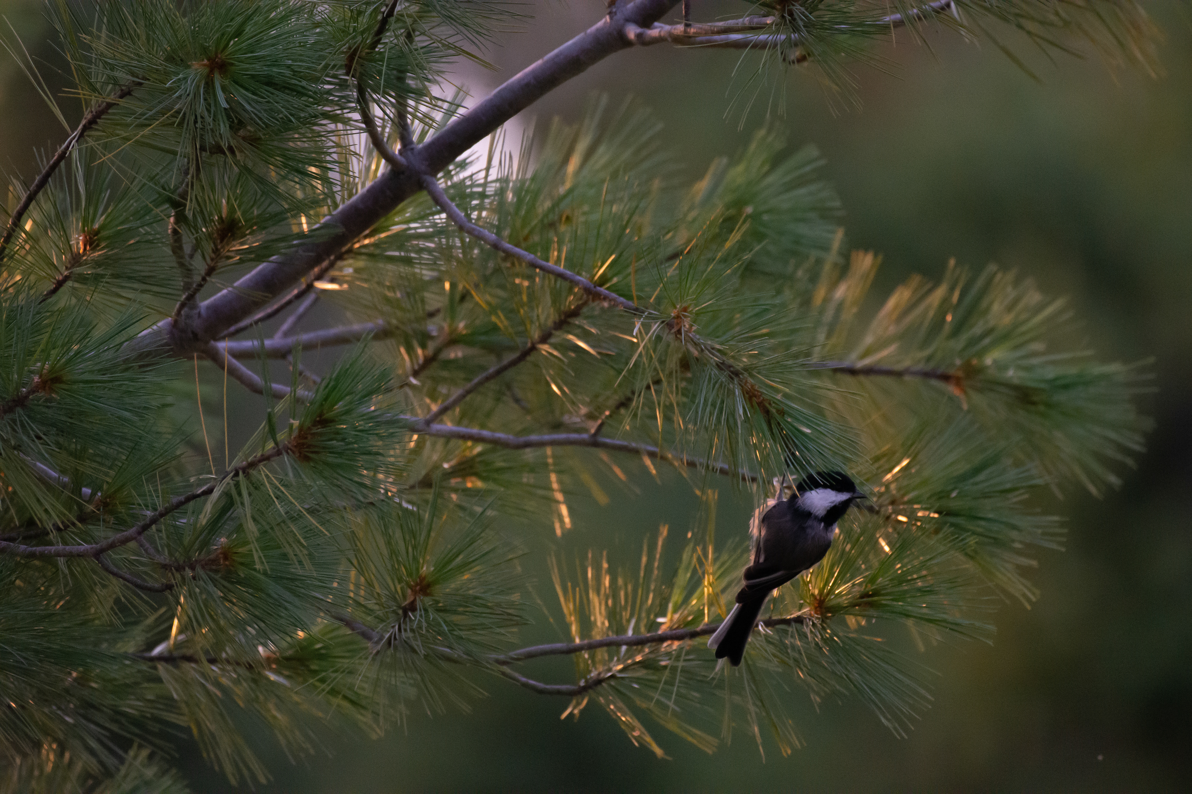 Black-capped chickadee.