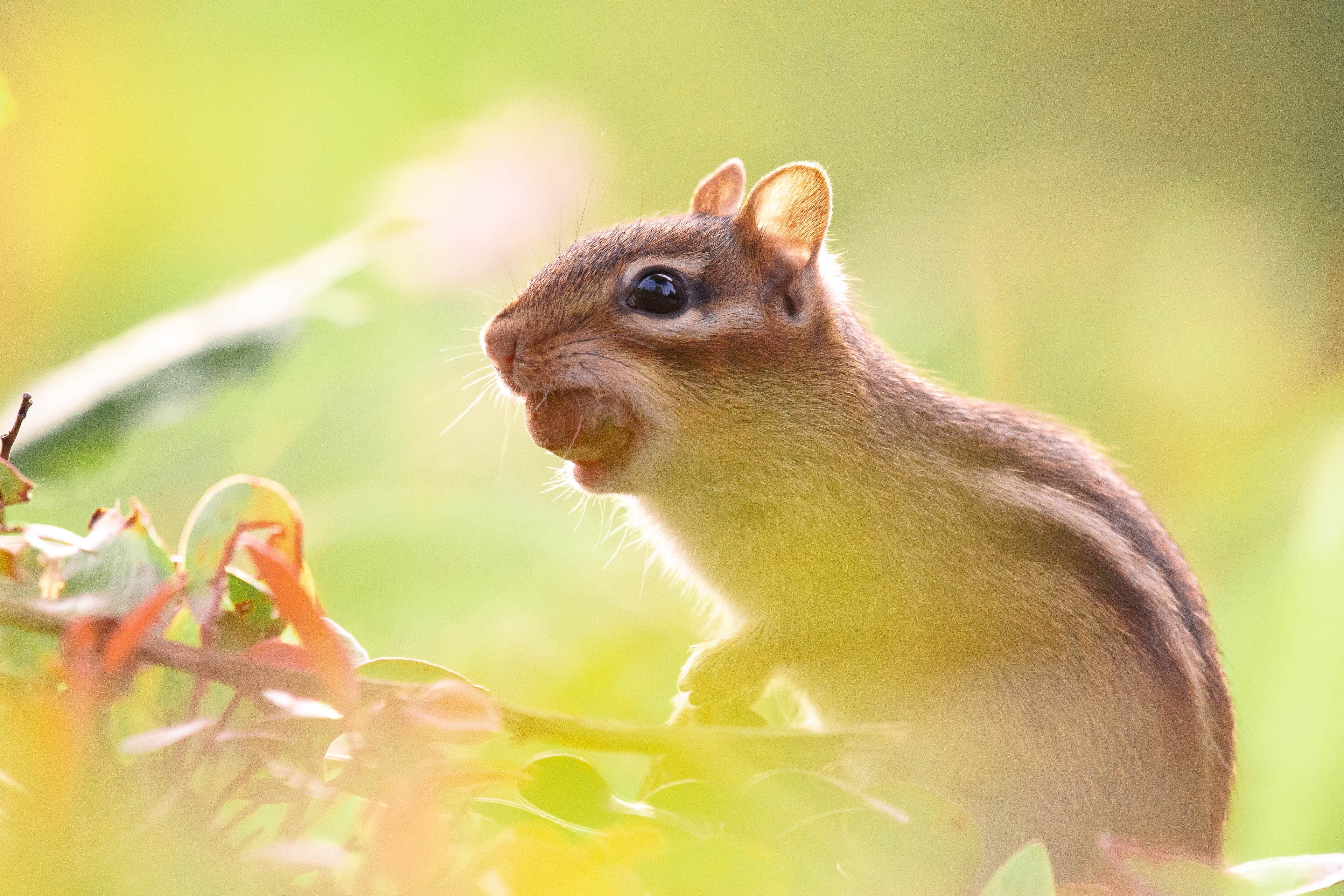Eastern chipmunk.