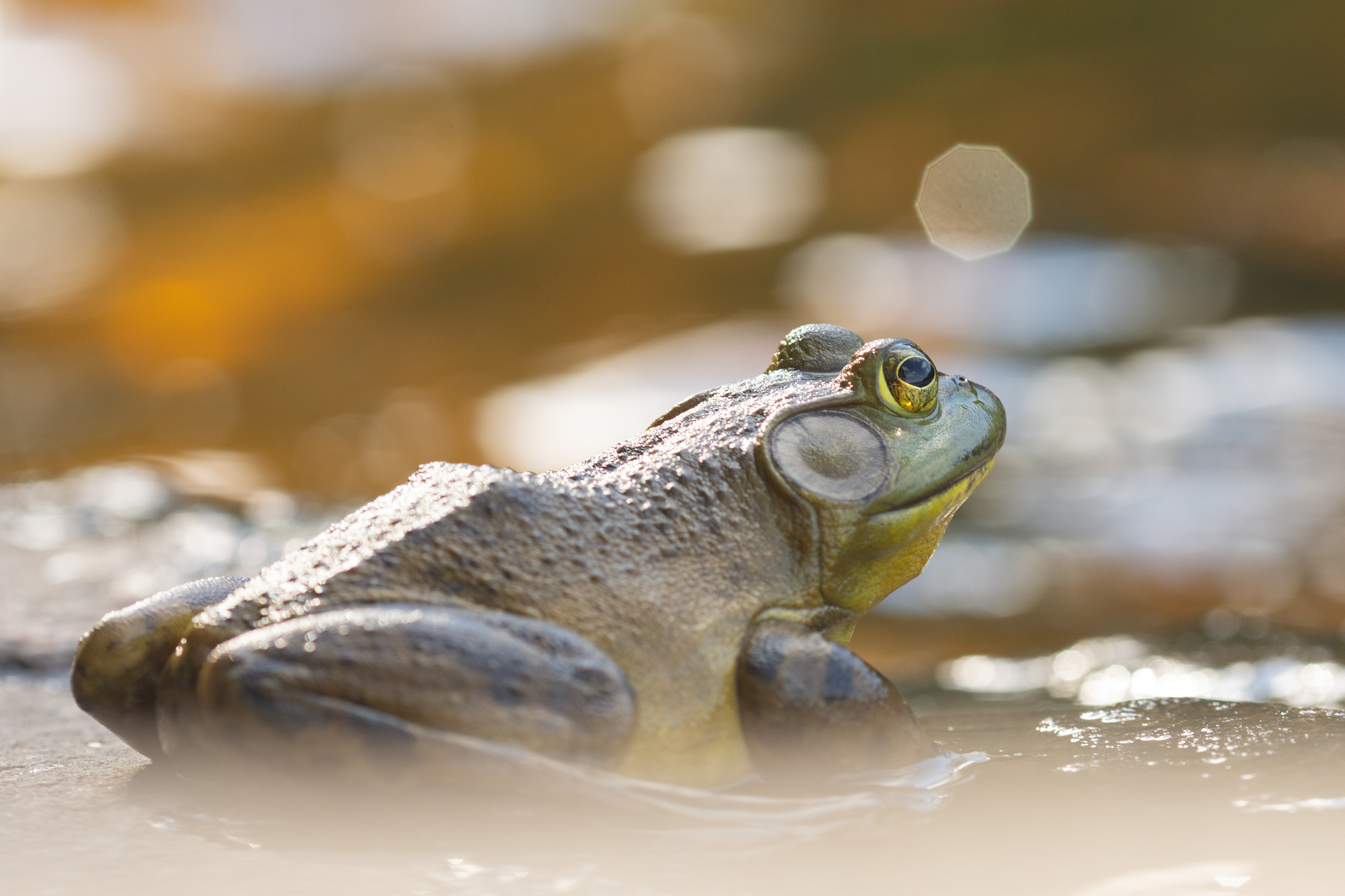 American bullfrog.
