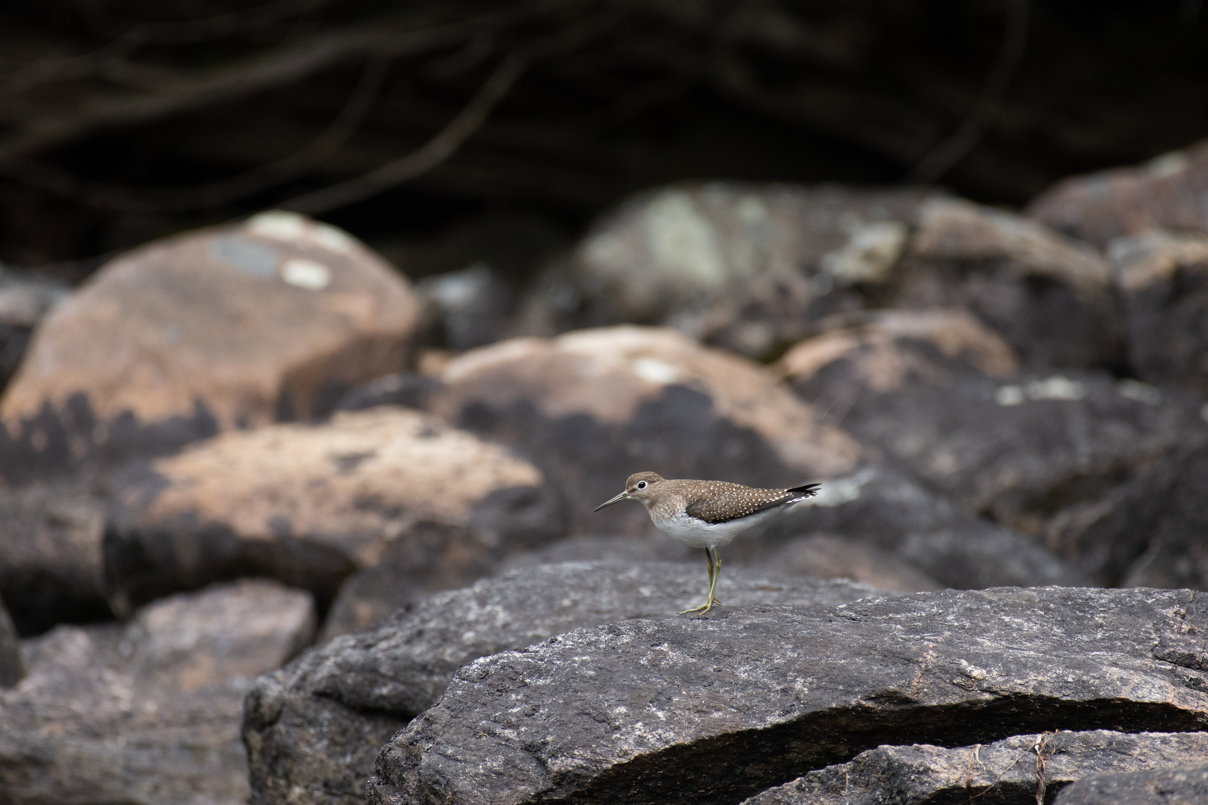 Common sandpiper.