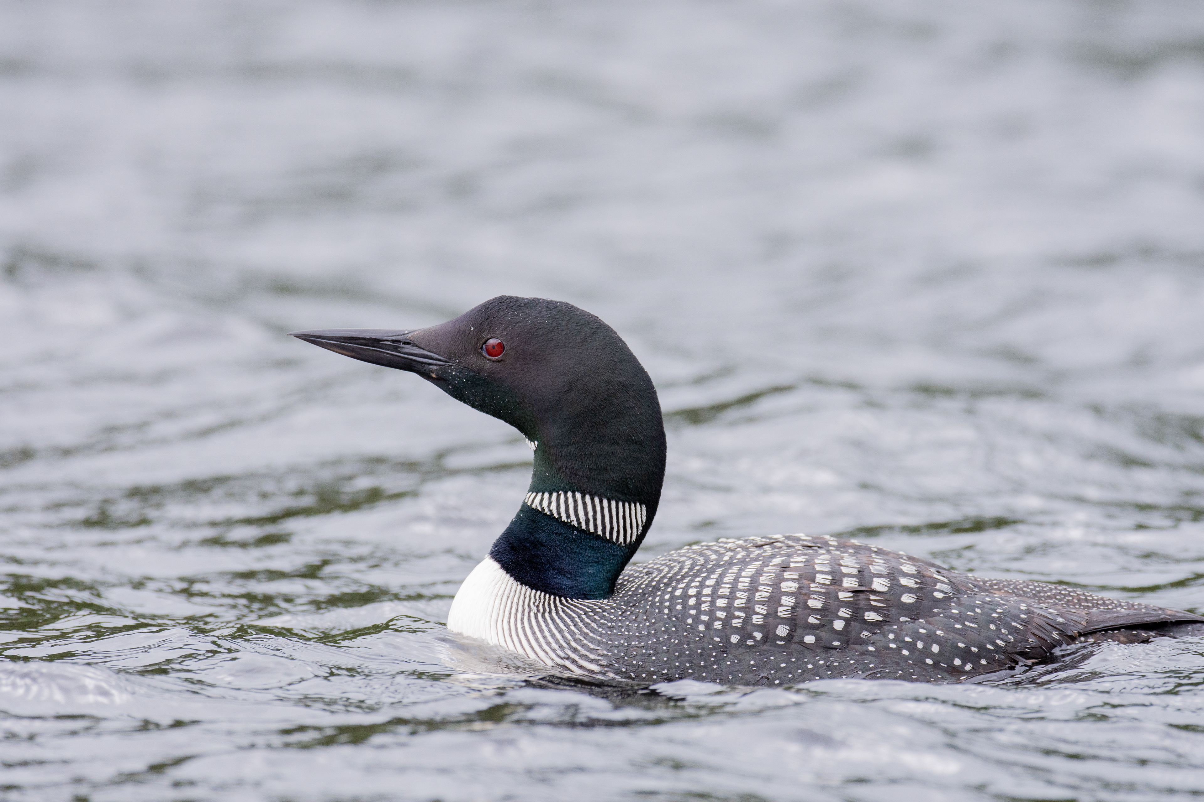 Common loon.