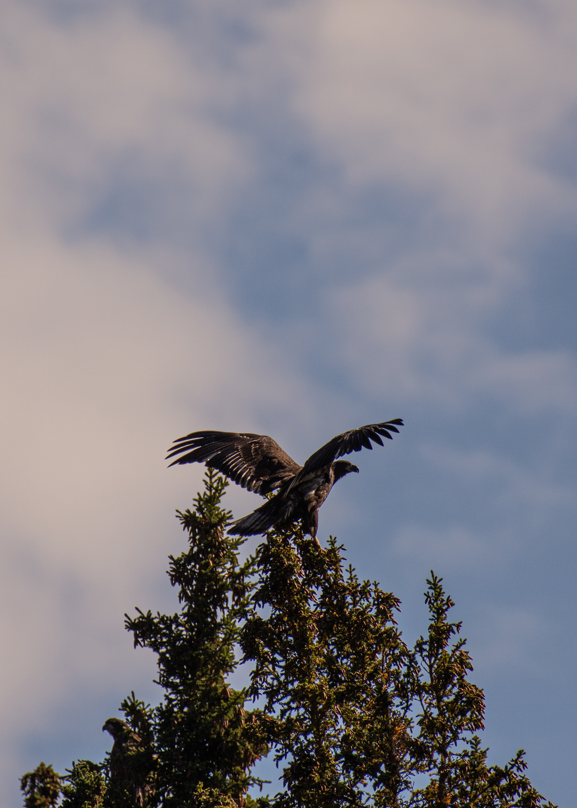 Bald eagle (juvenile).