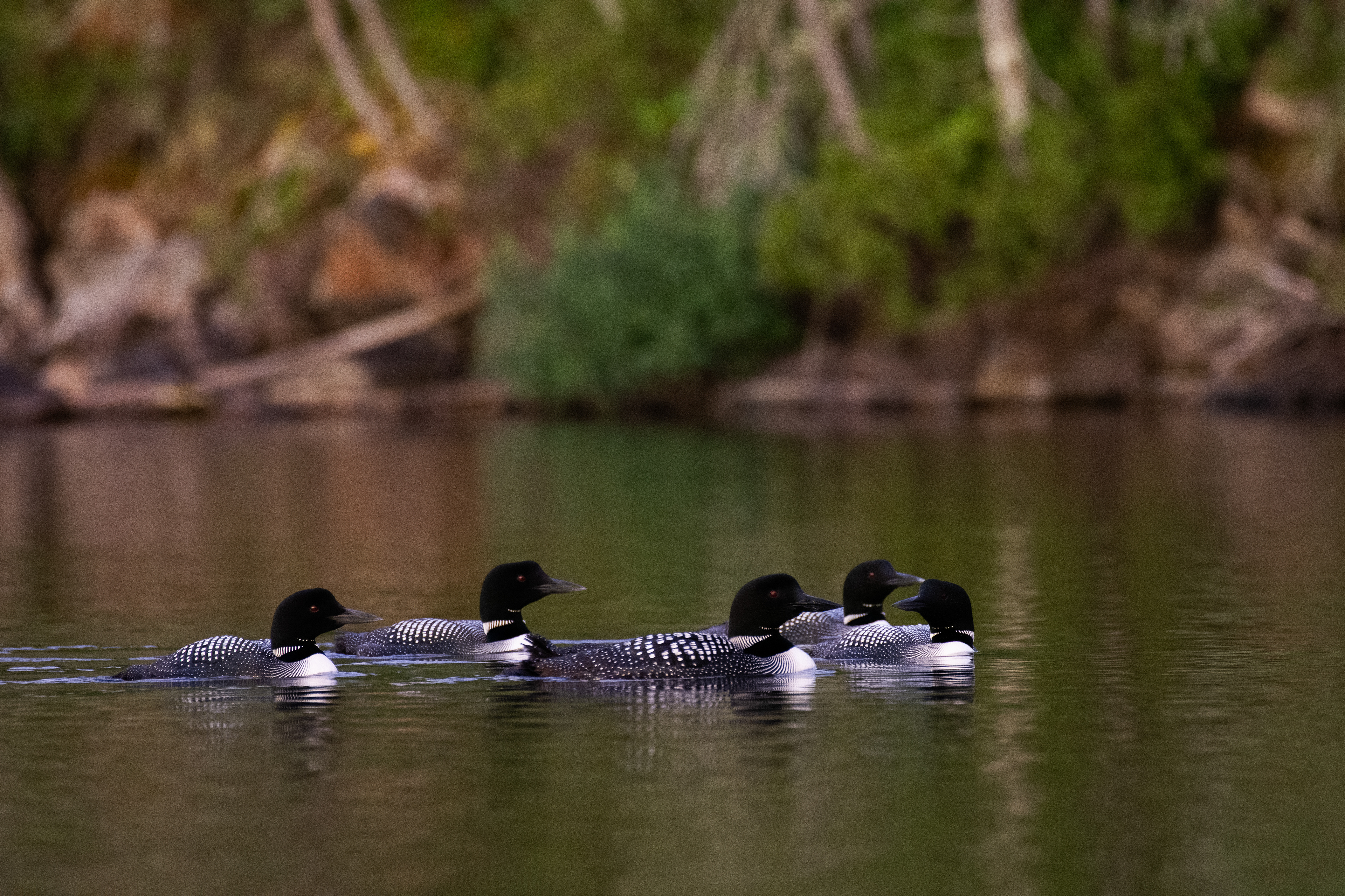 Loons.