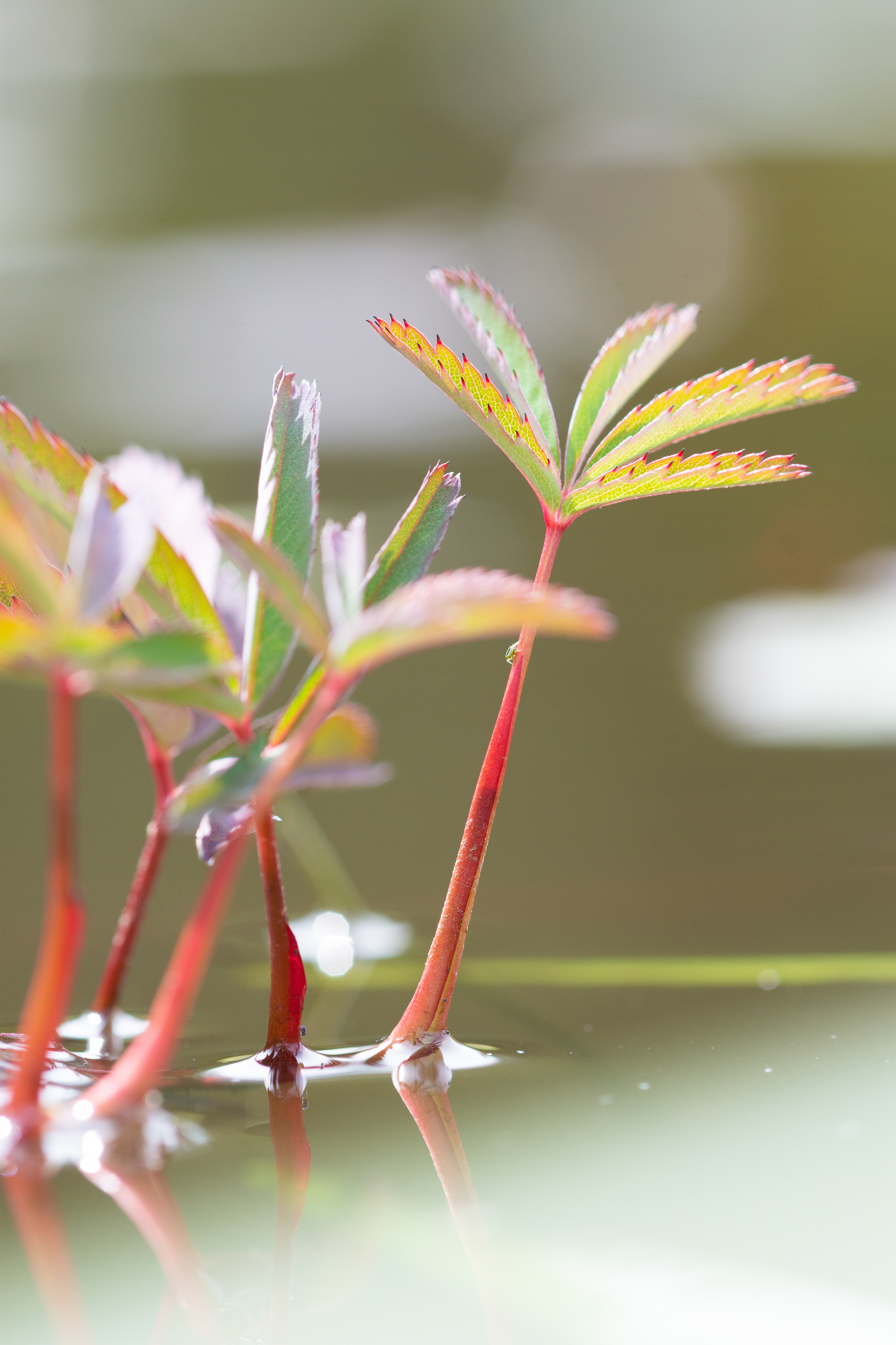 Marsh cinquefoil.