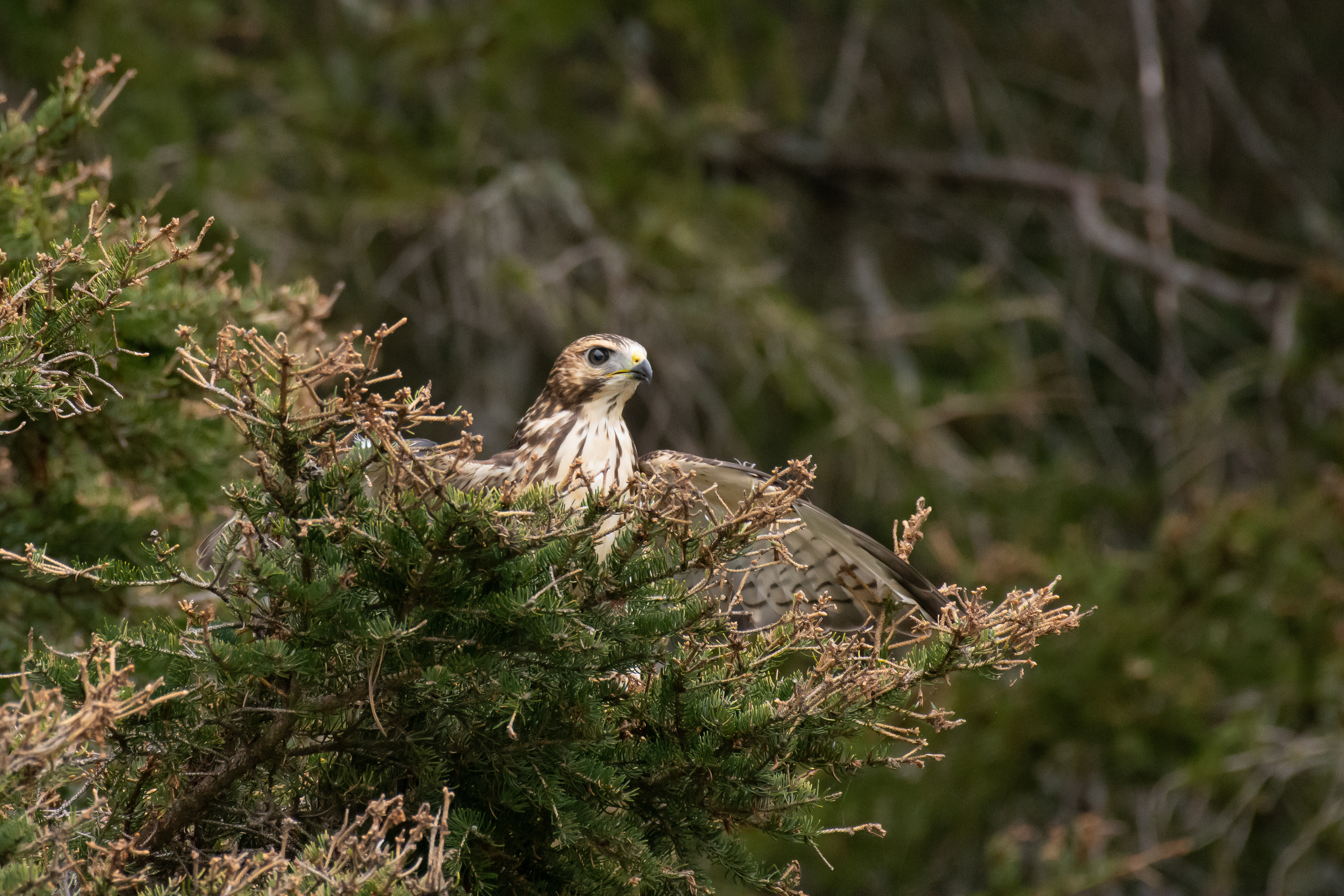 Broad-winged hawk.