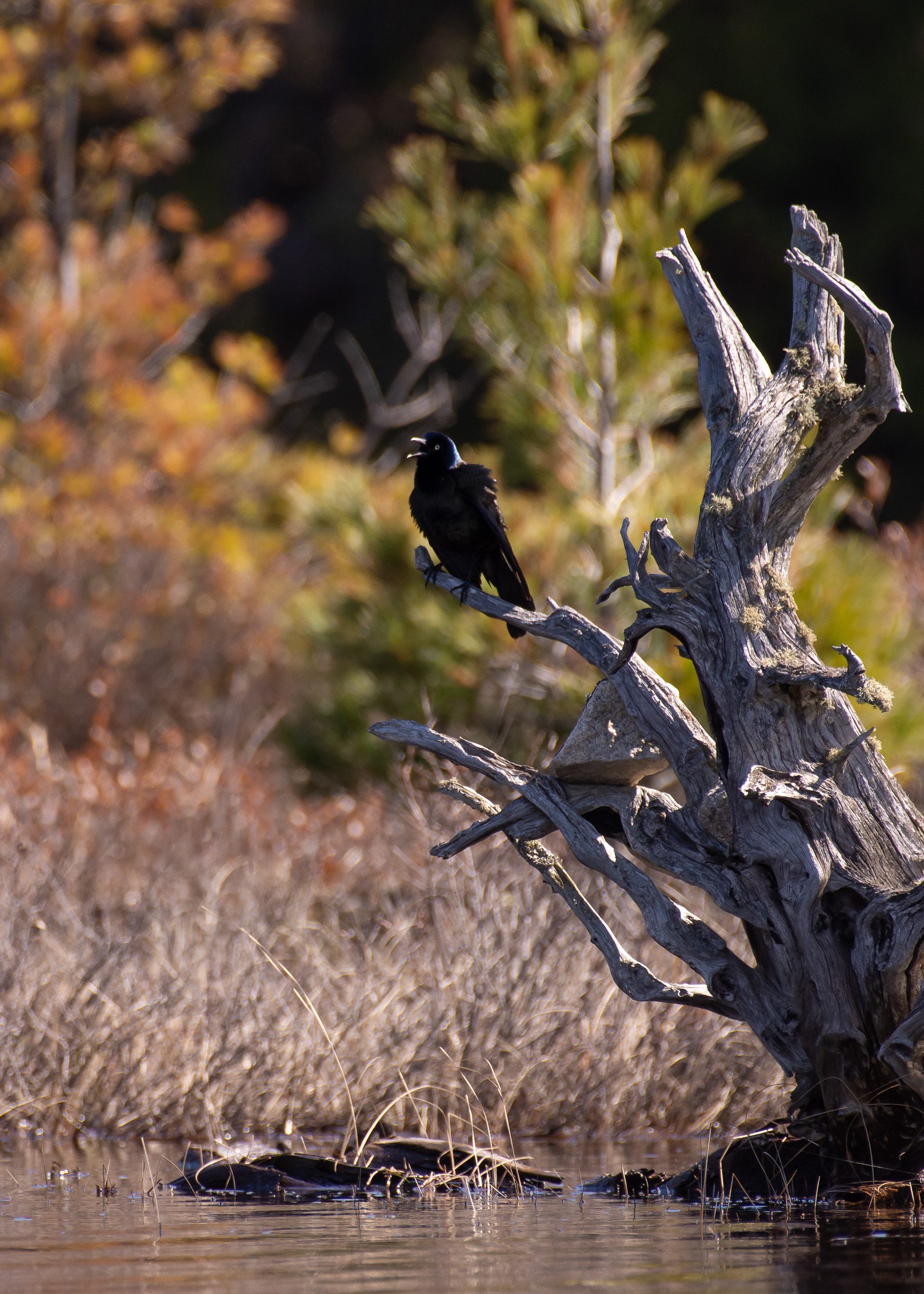Grackle.