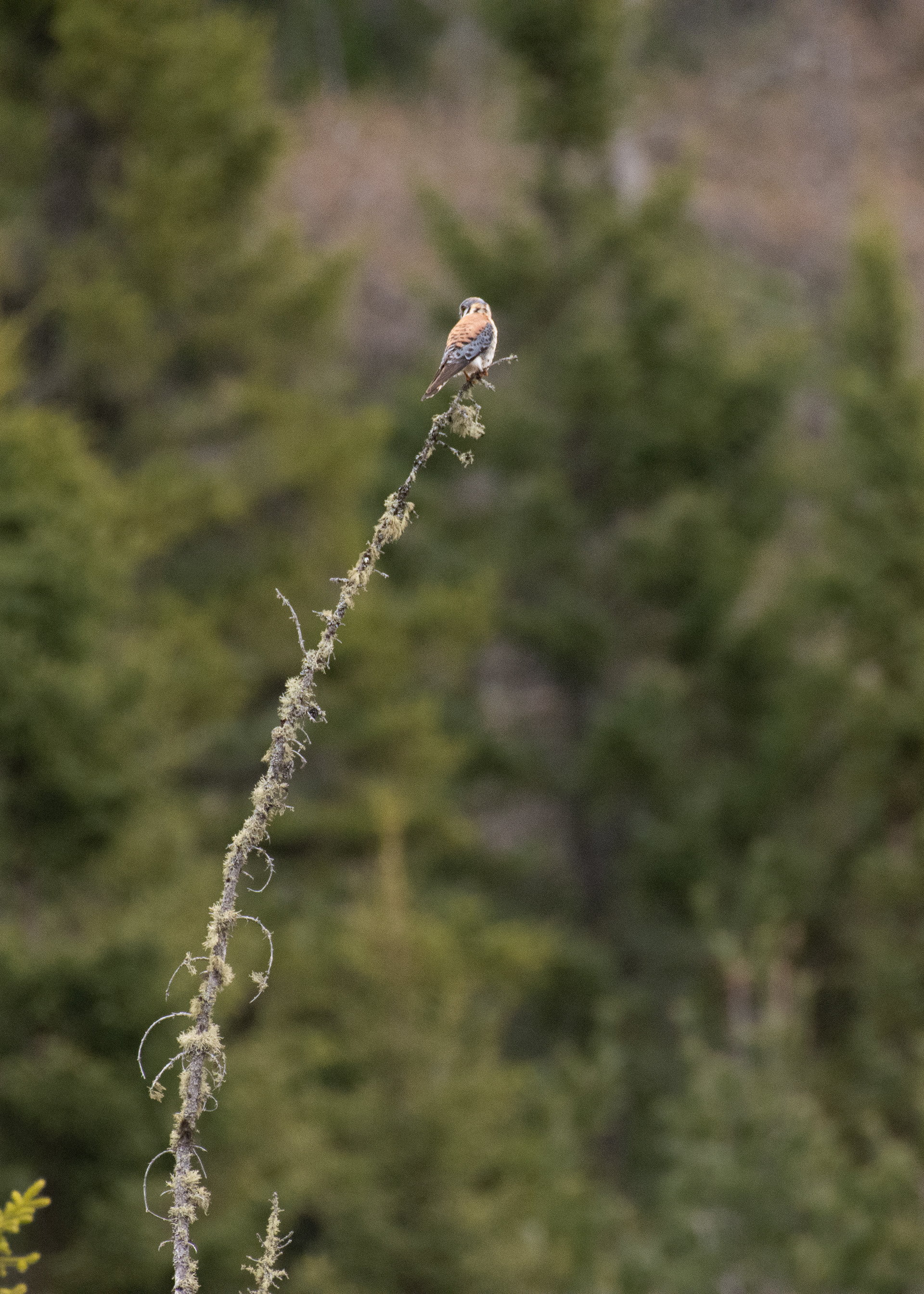 American kestrel.
