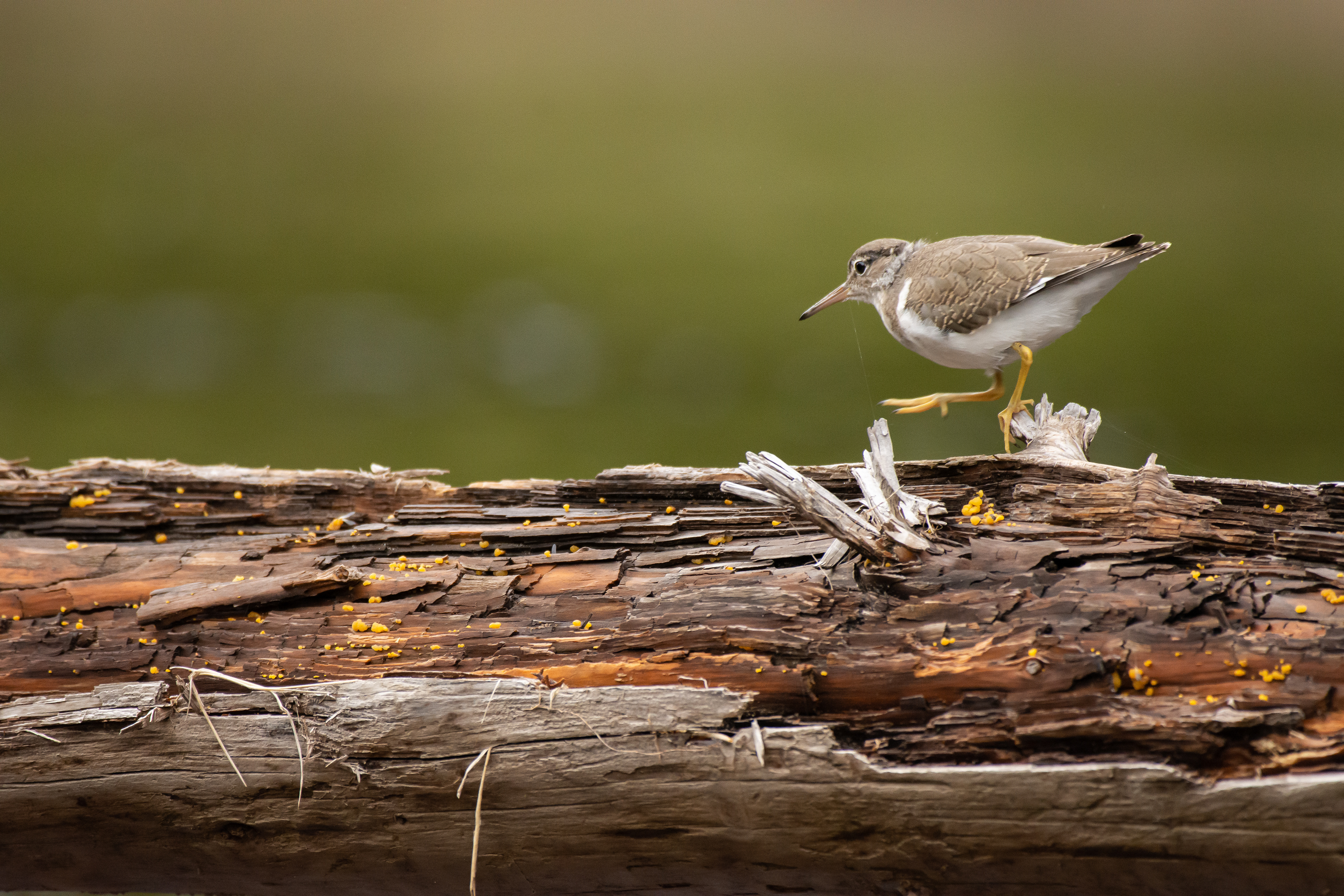 Common sandpiper.