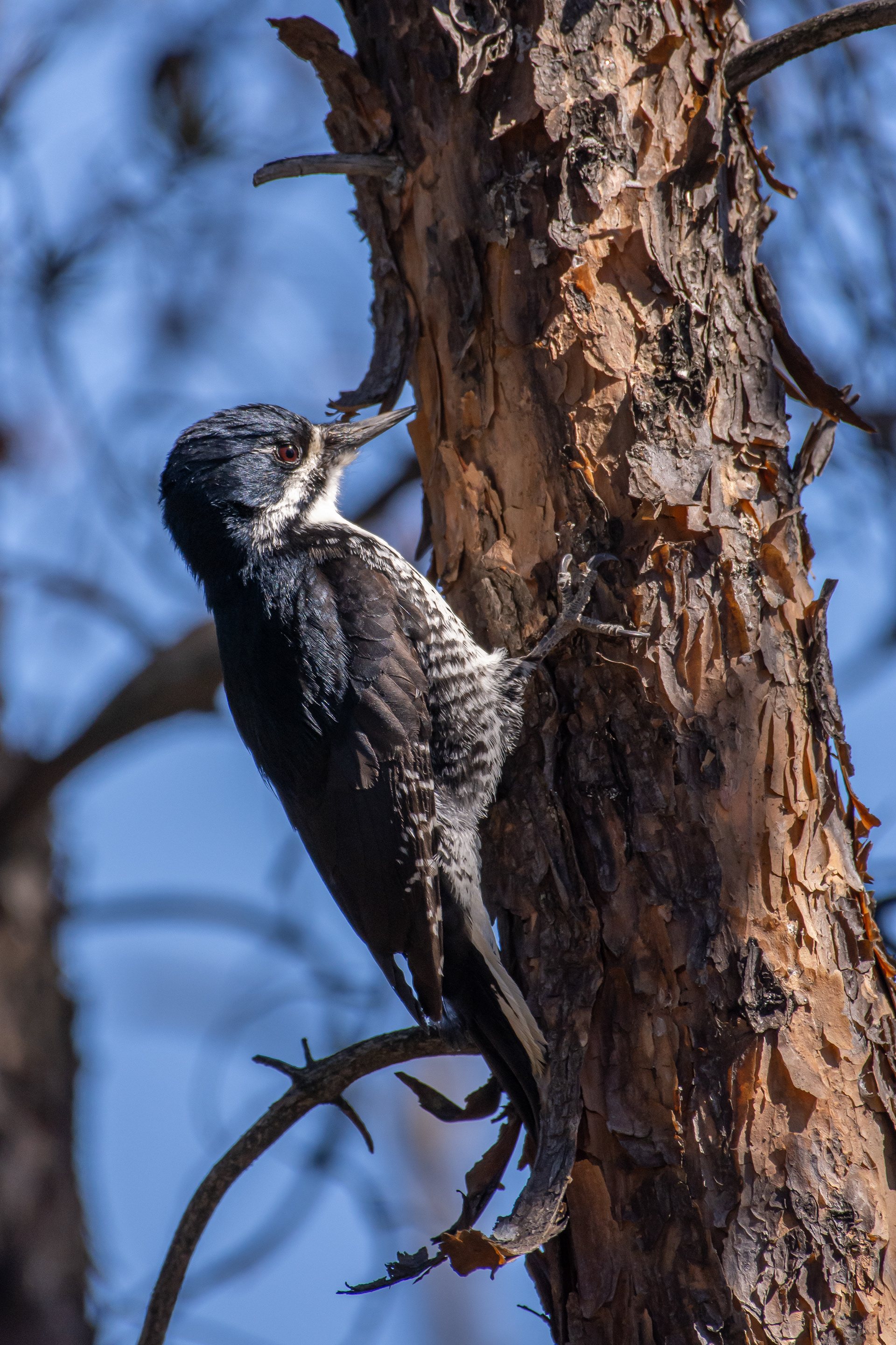 Black-backed woodpecker.