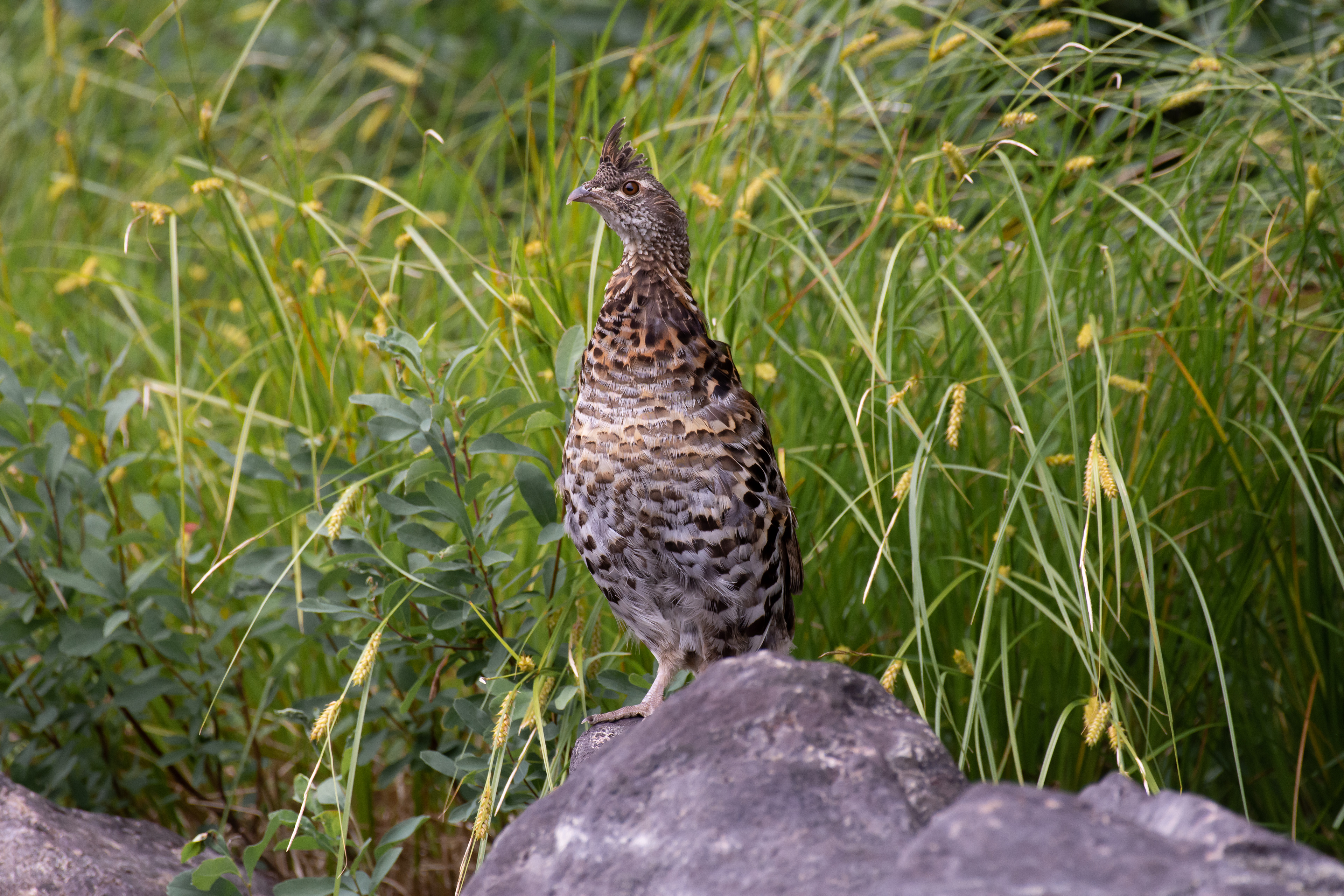 Ruffed grouse.