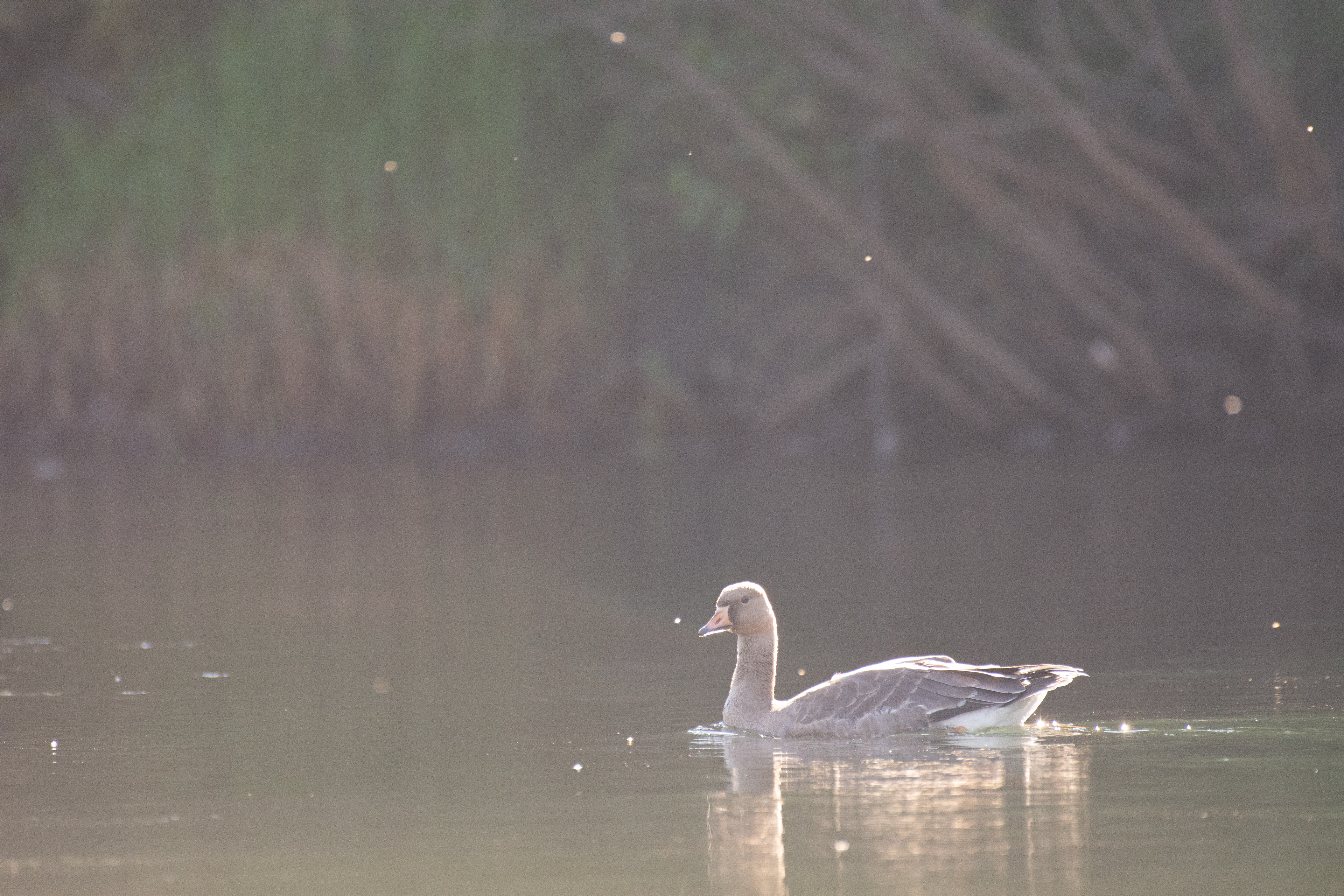 Greater white-fronted goose (juvenile).