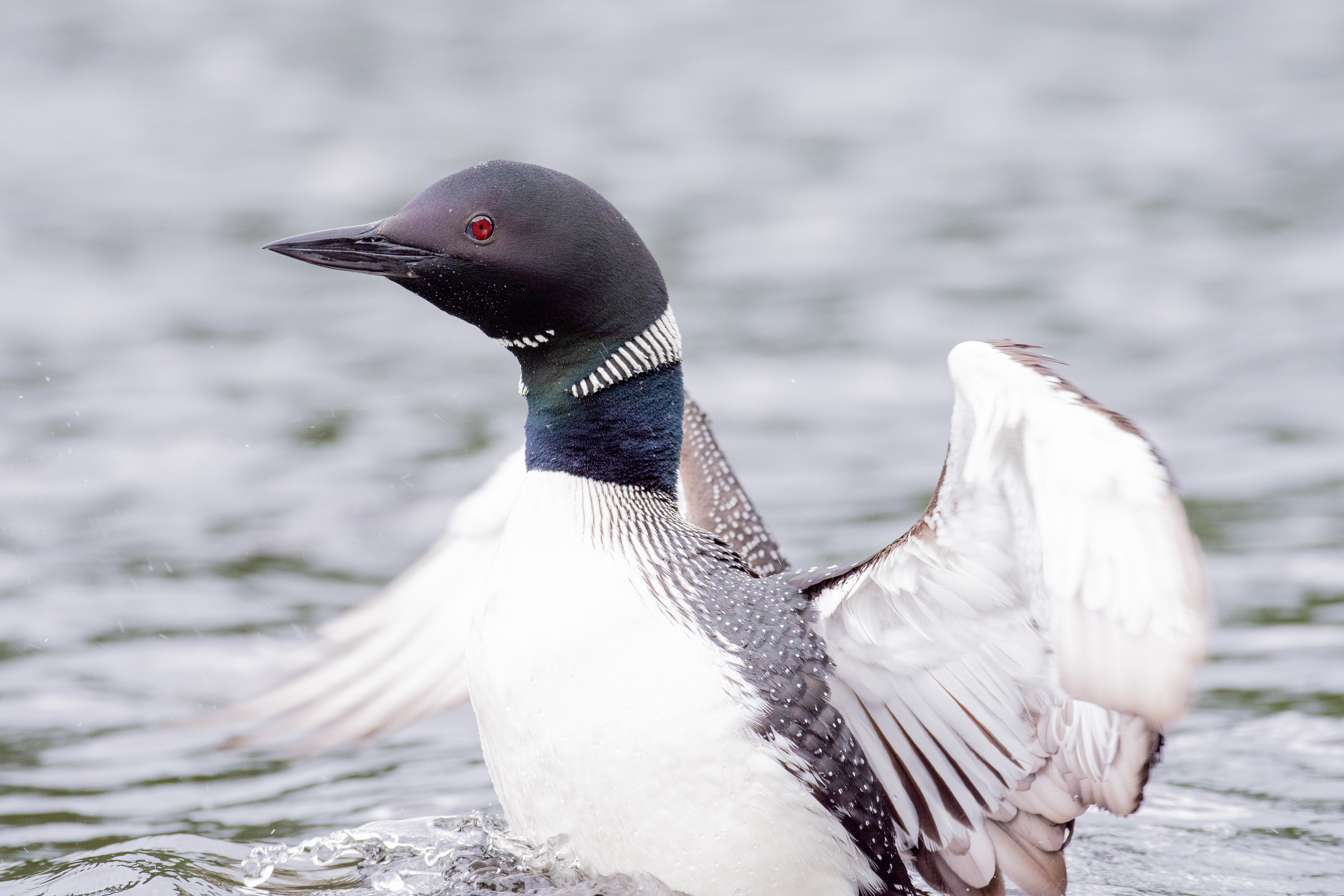 Common loon.