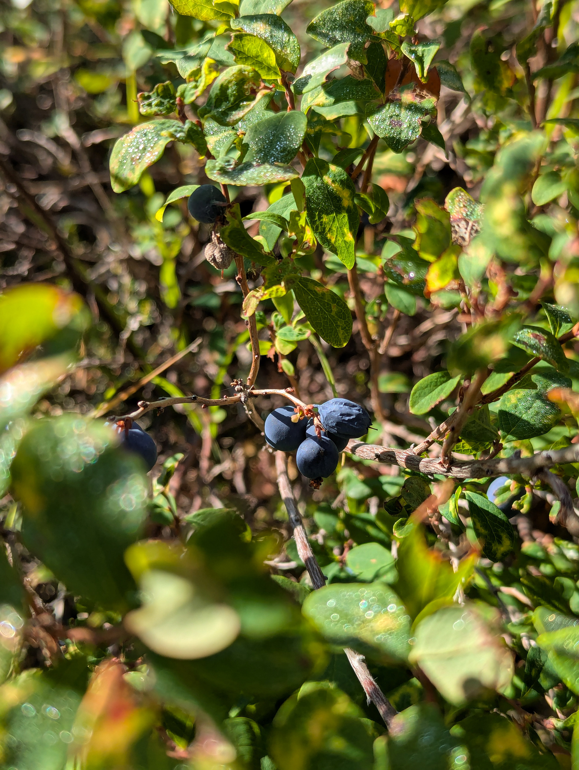 Bog bilberry.