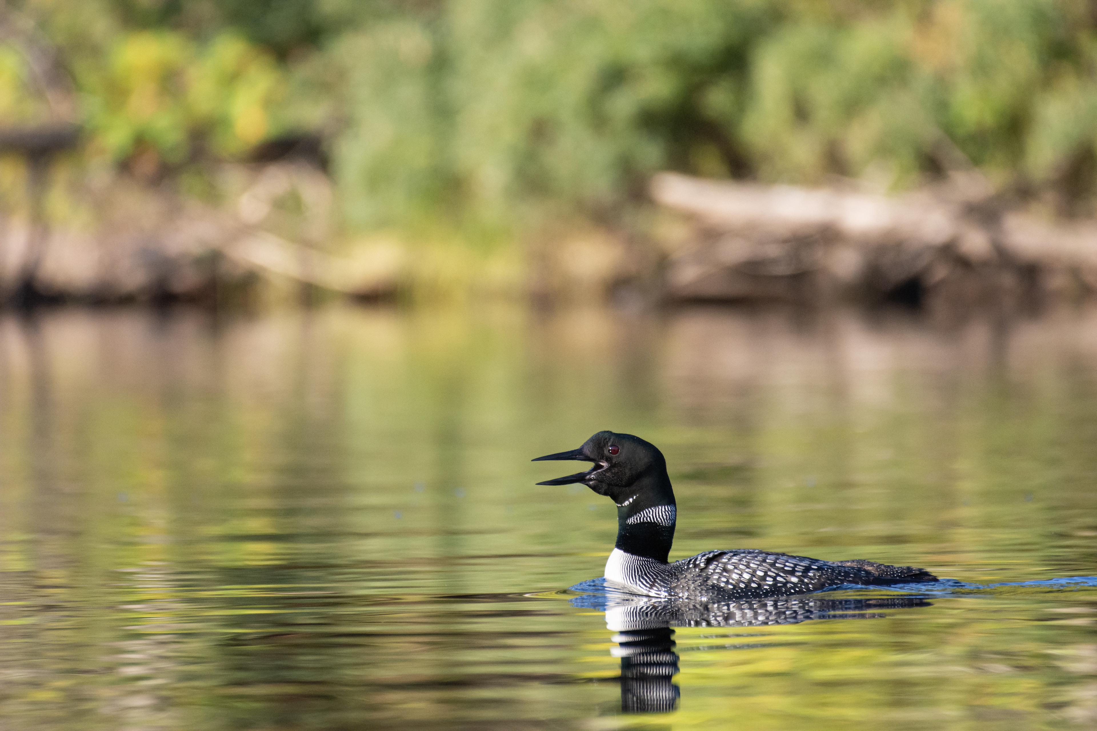 Common loon.