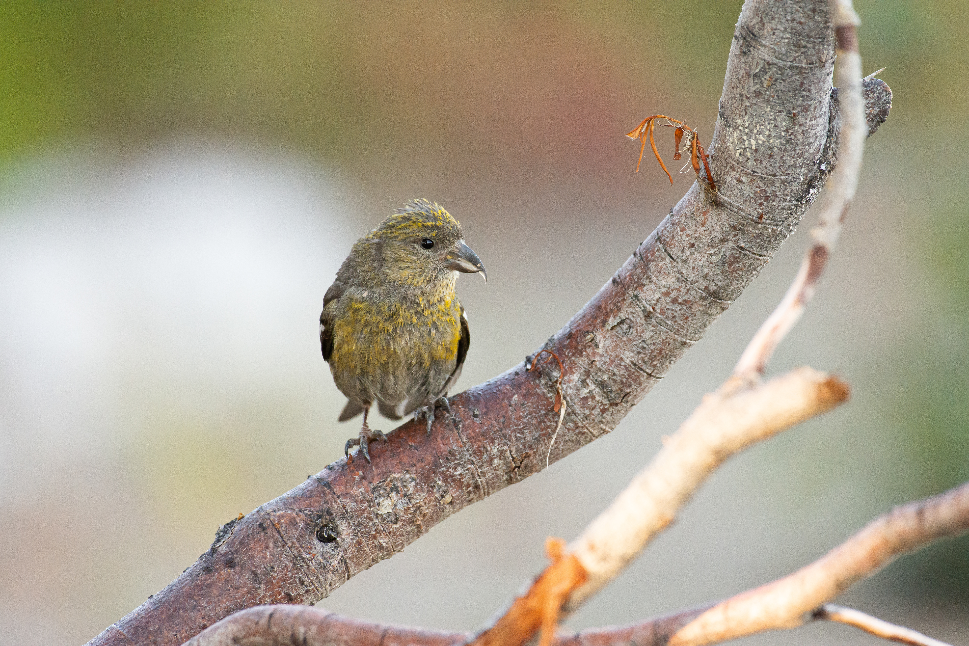 White-winged crossbill (female).