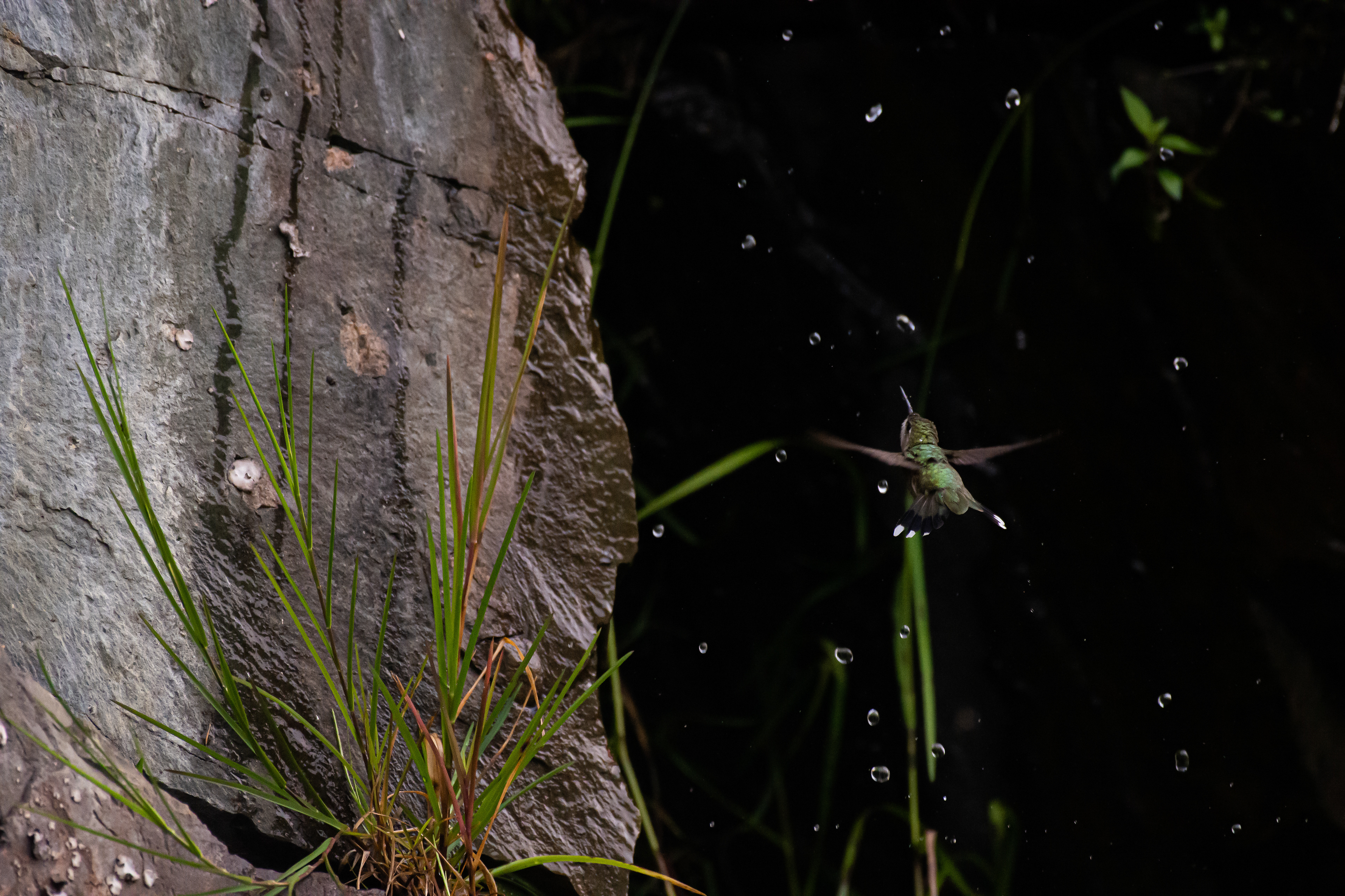Ruby-throated hummingbird.