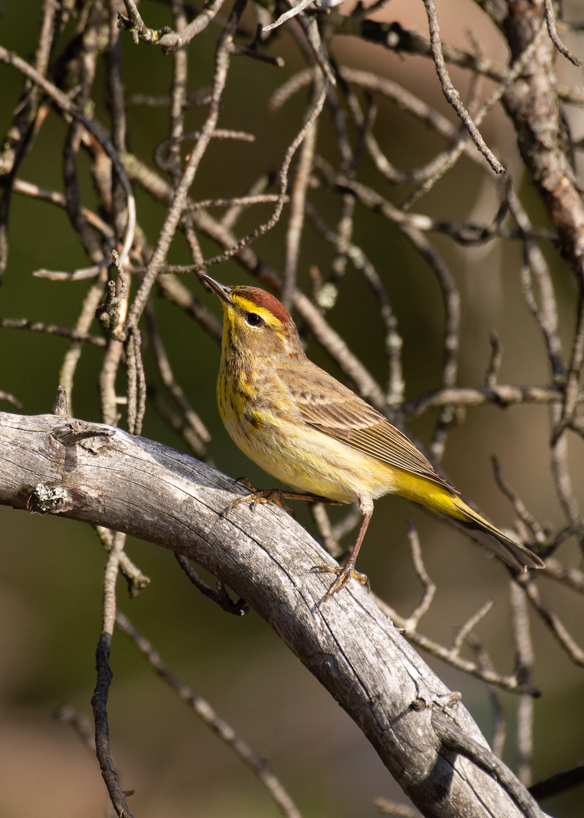 Palm warbler.