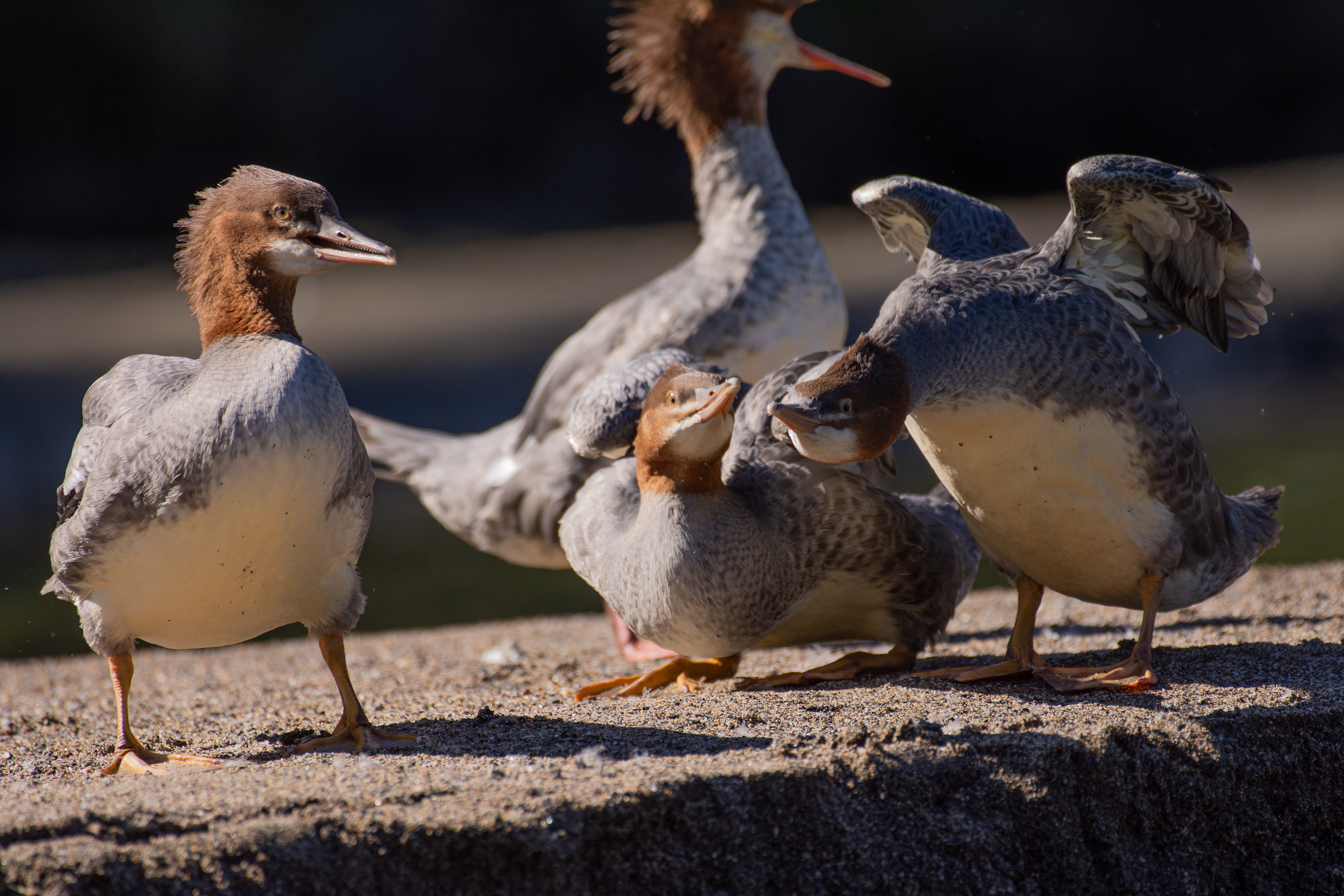 Red-breasted merganser (female/non-breeding male).
