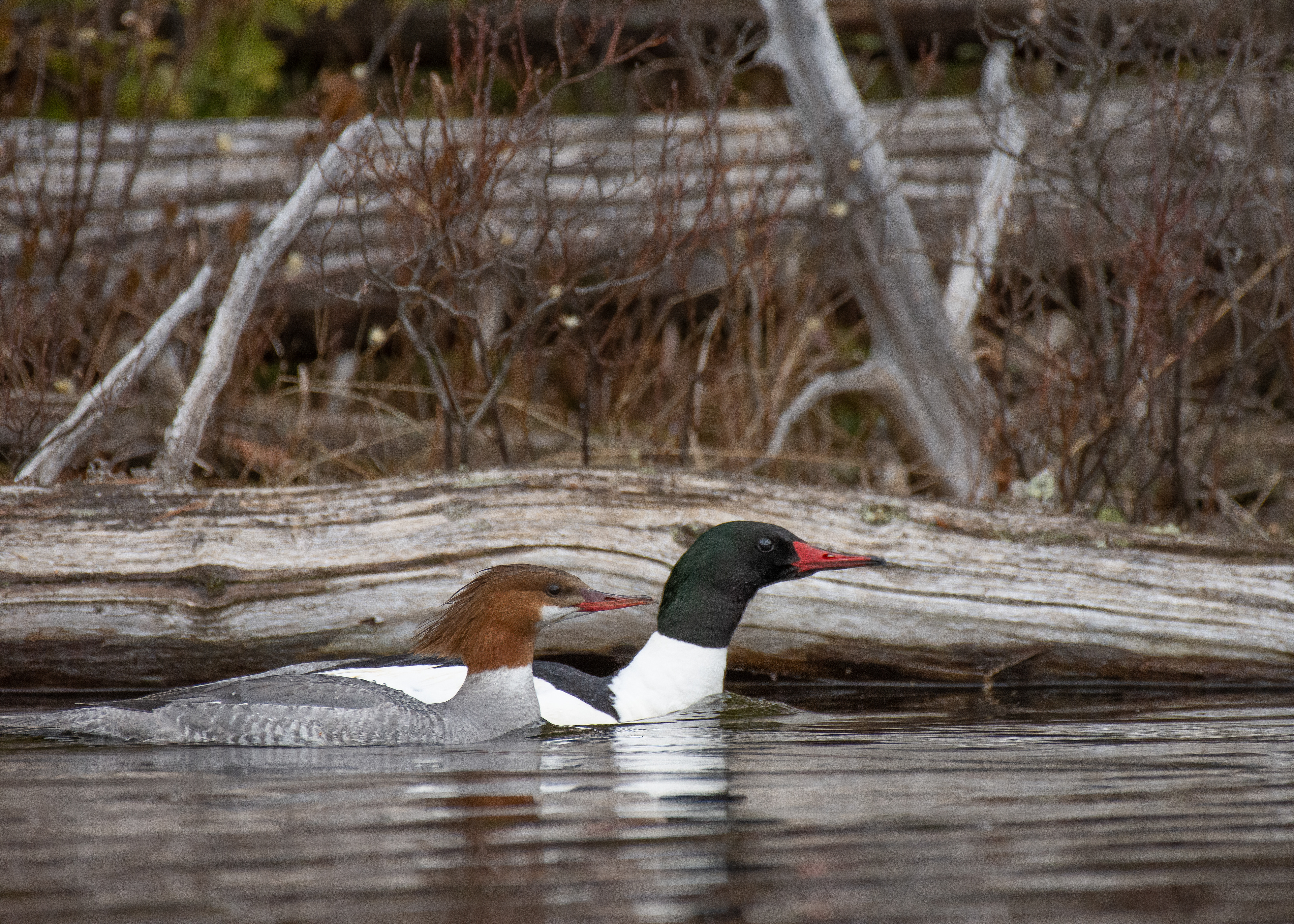 Common merganser.