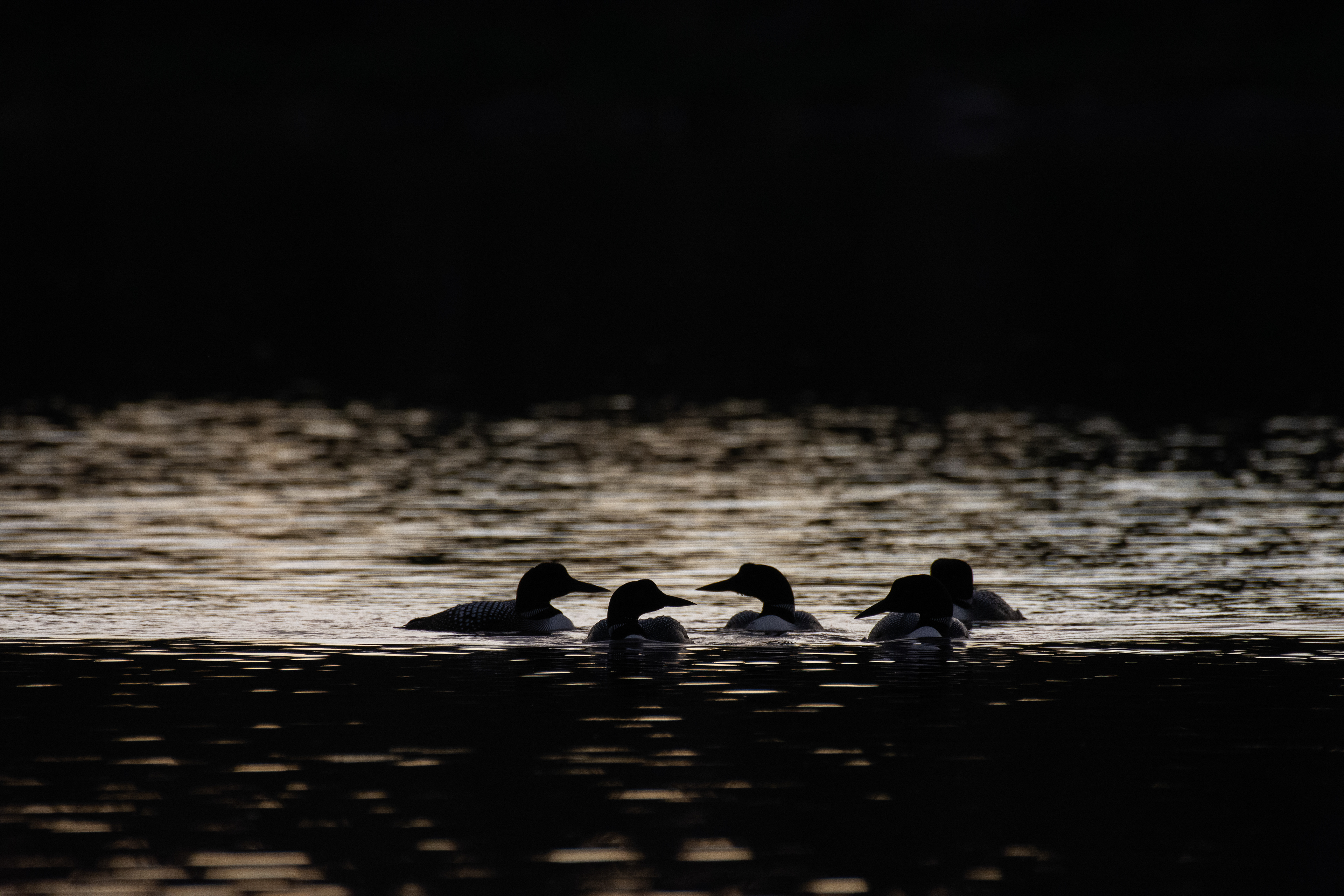 Loons.