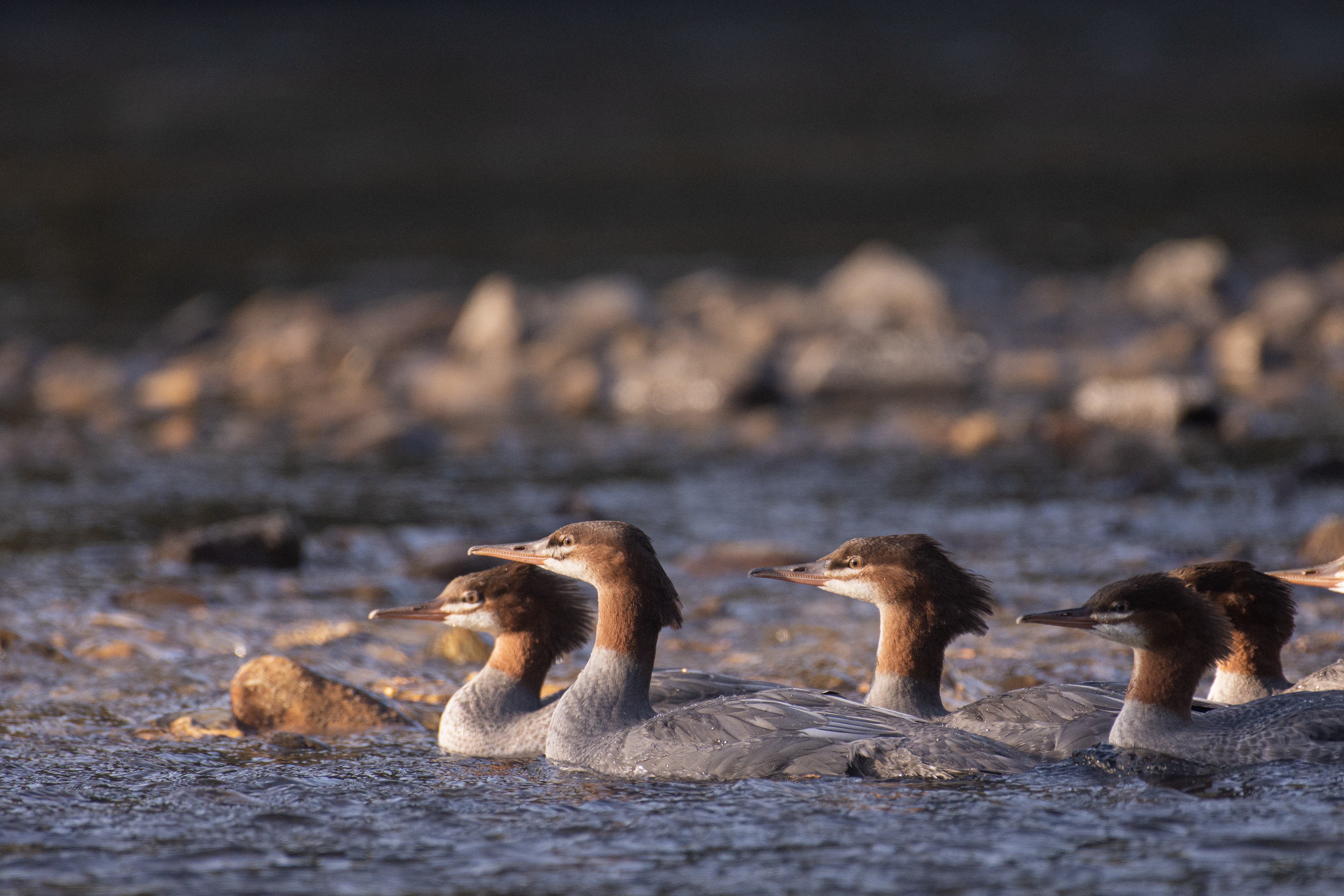 Red-breasted merganser (female/non-breeding male).