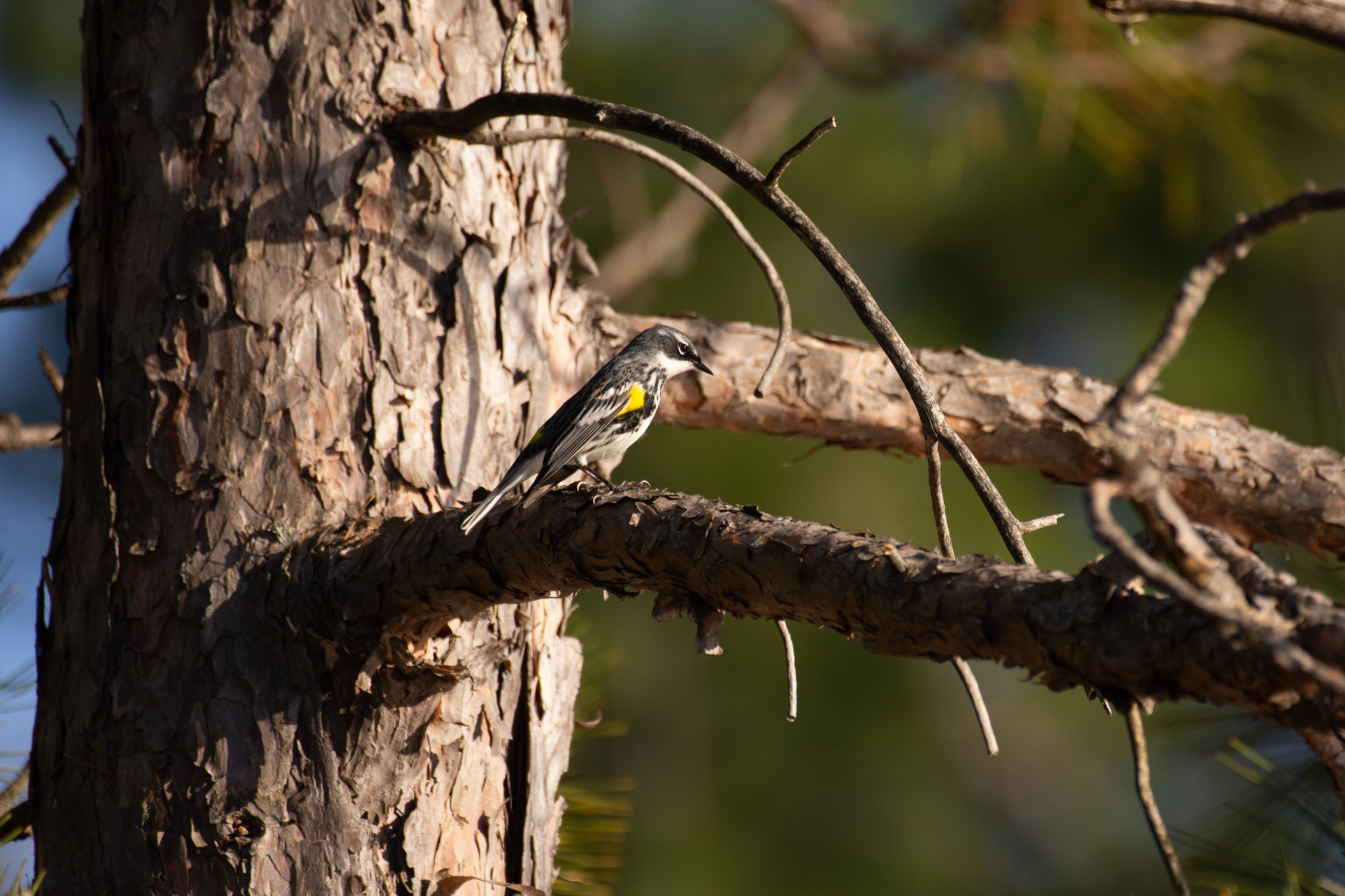 Yellow-rumped warbler.