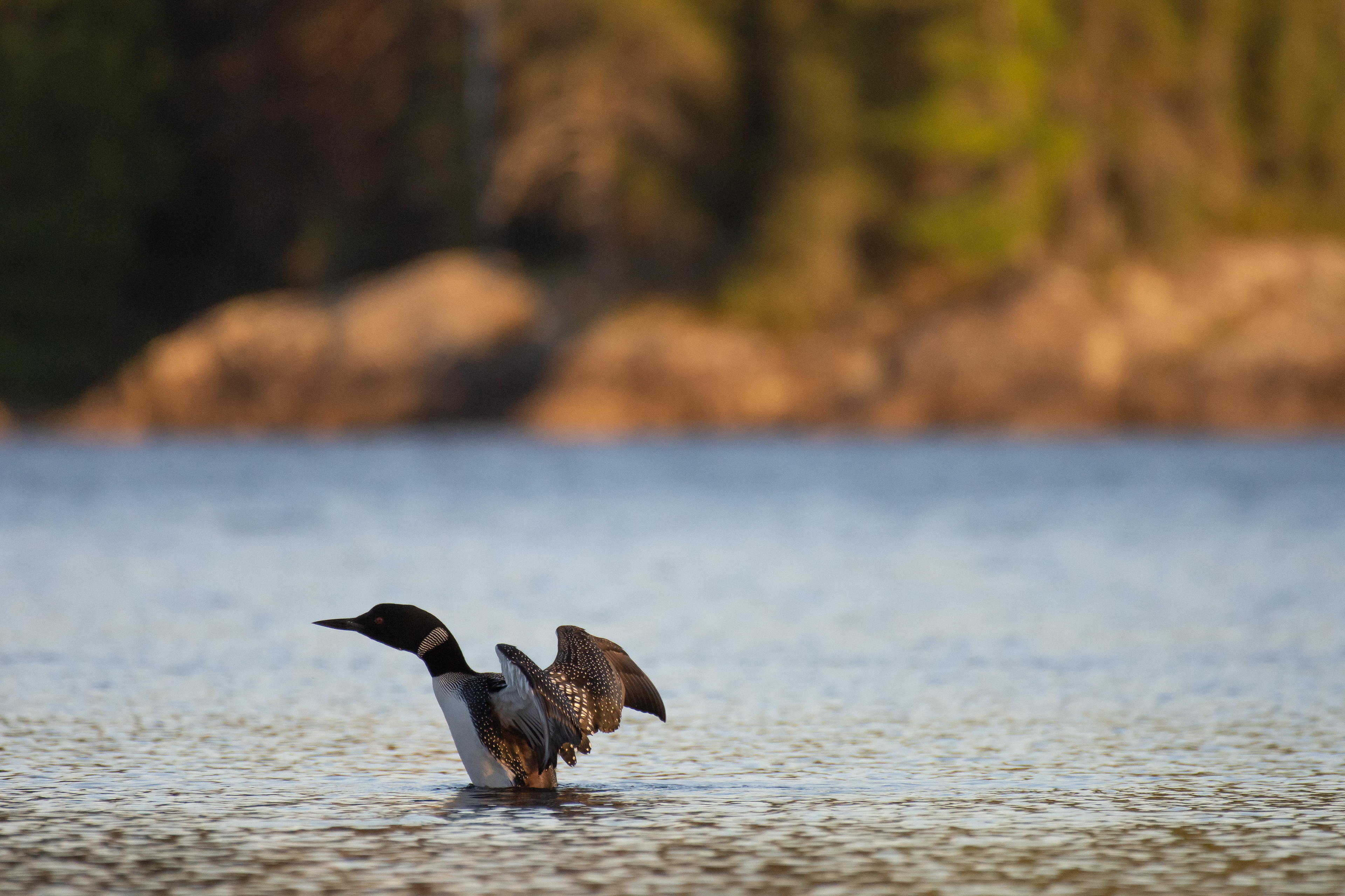Common loon.