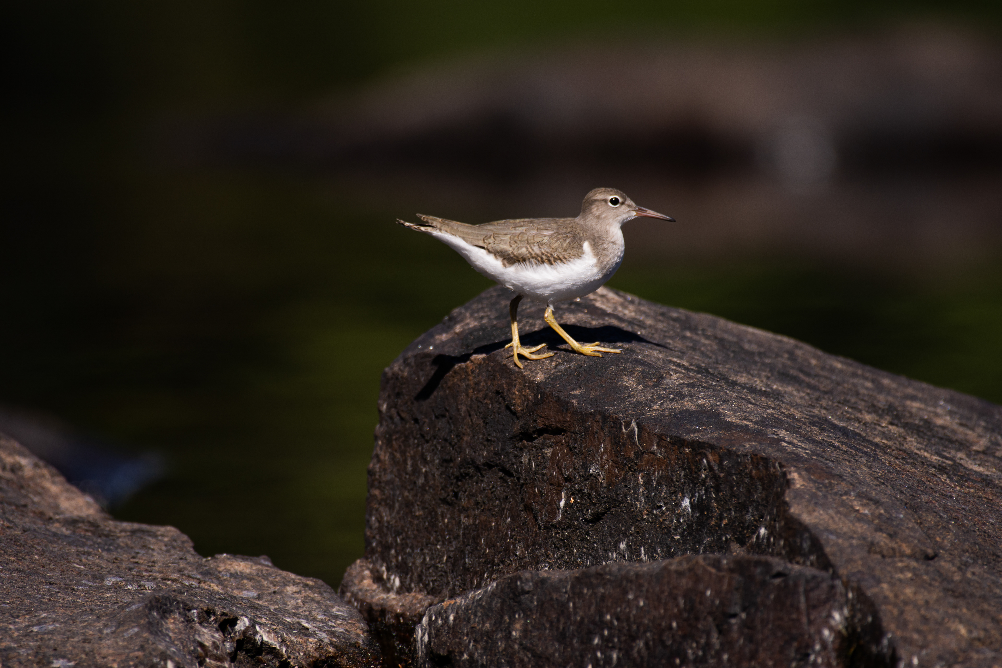 Common sandpiper.