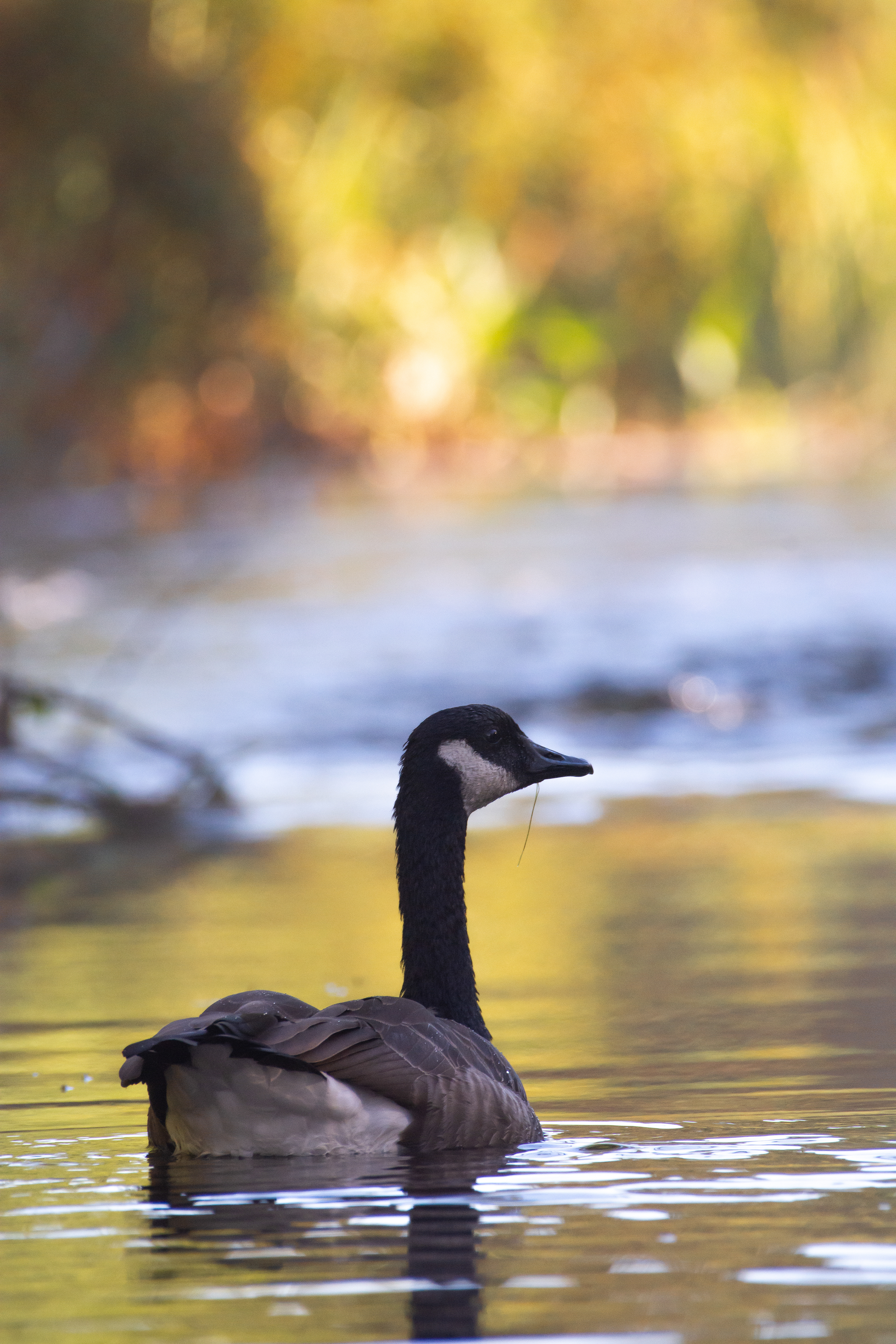 Canada goose.