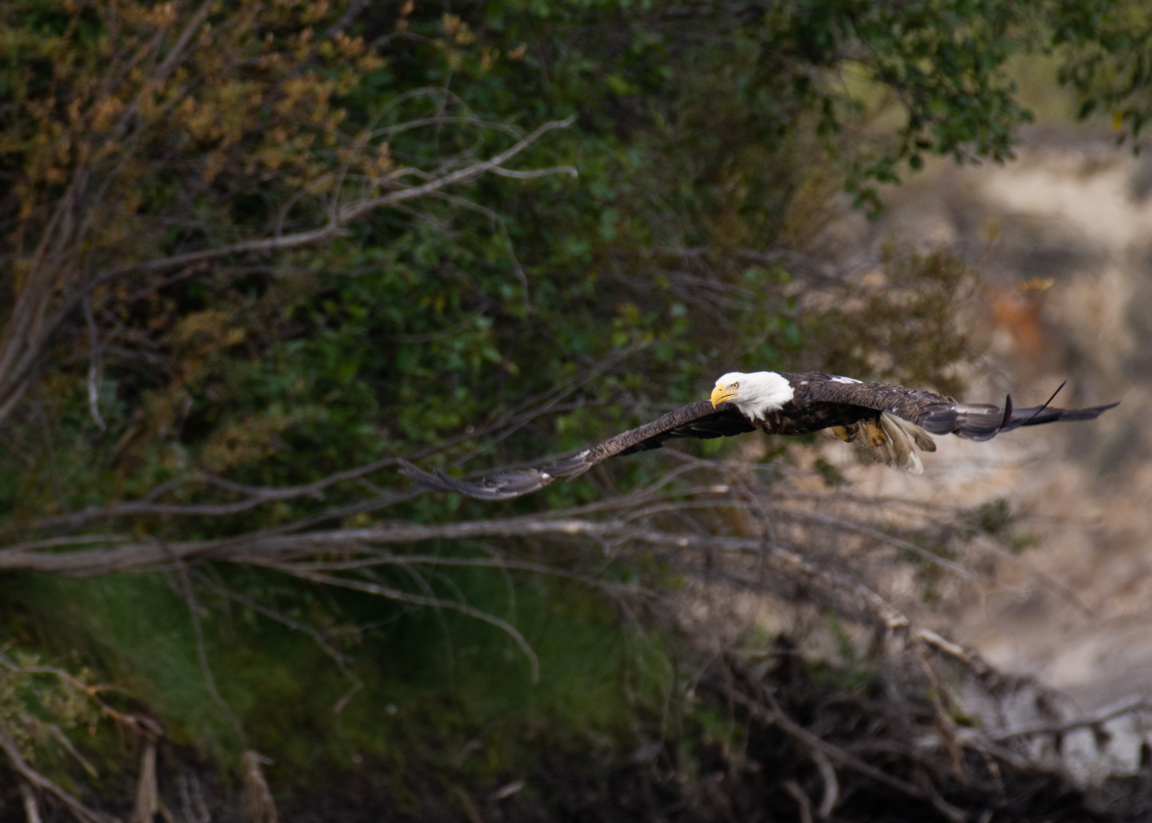 Bald eagle.