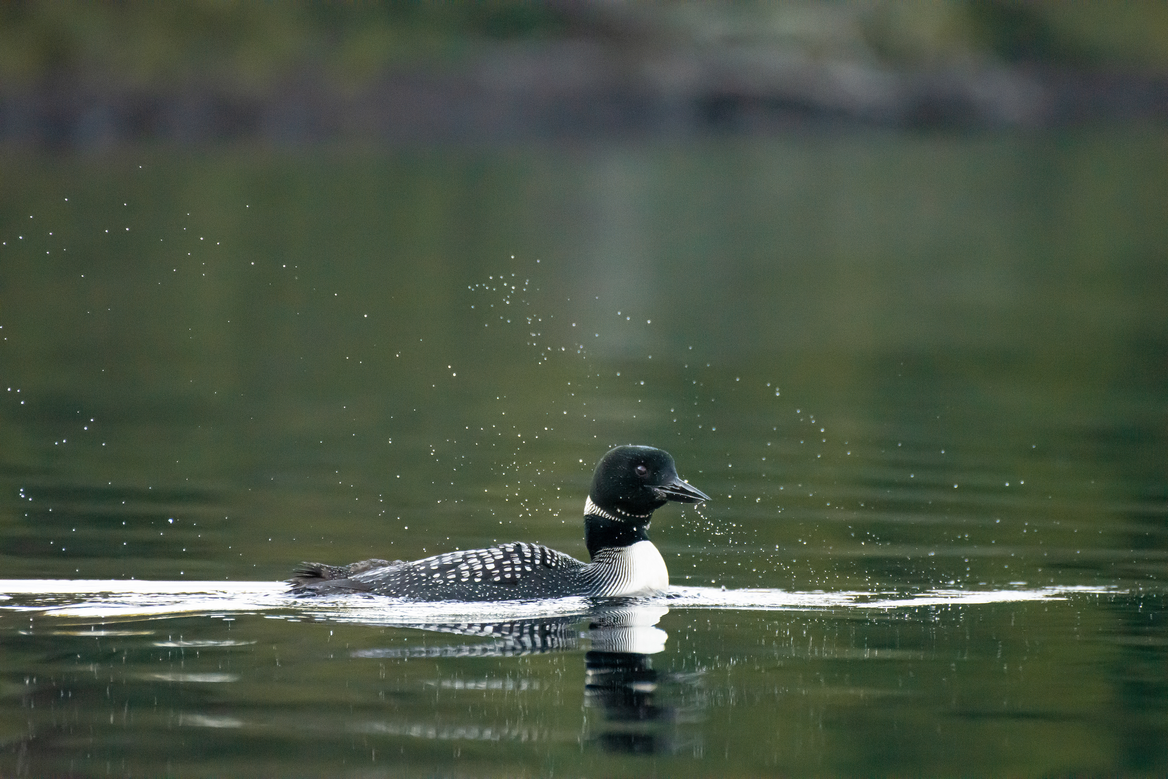 Common loon.