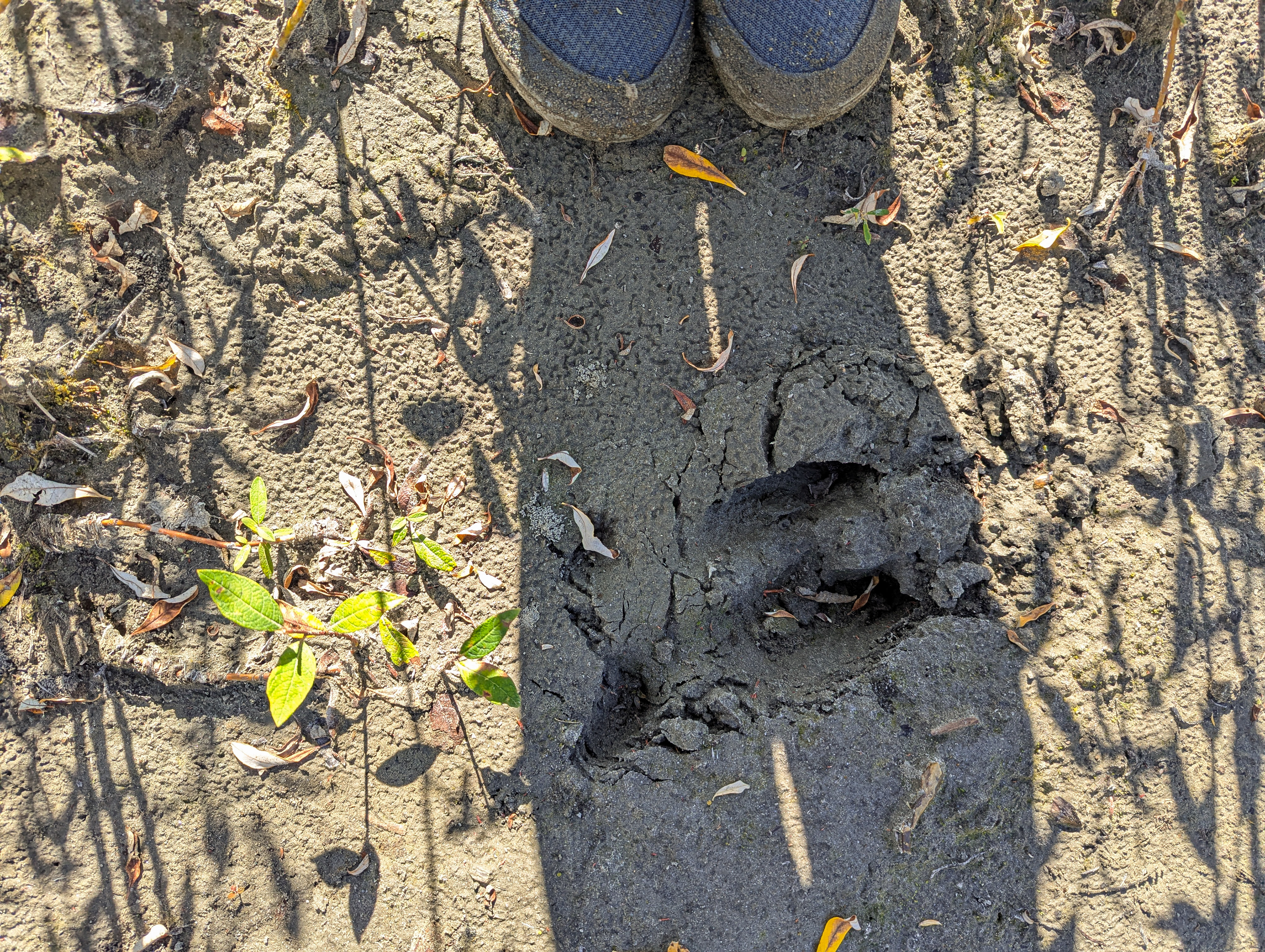 Woodland caribou tracks.
