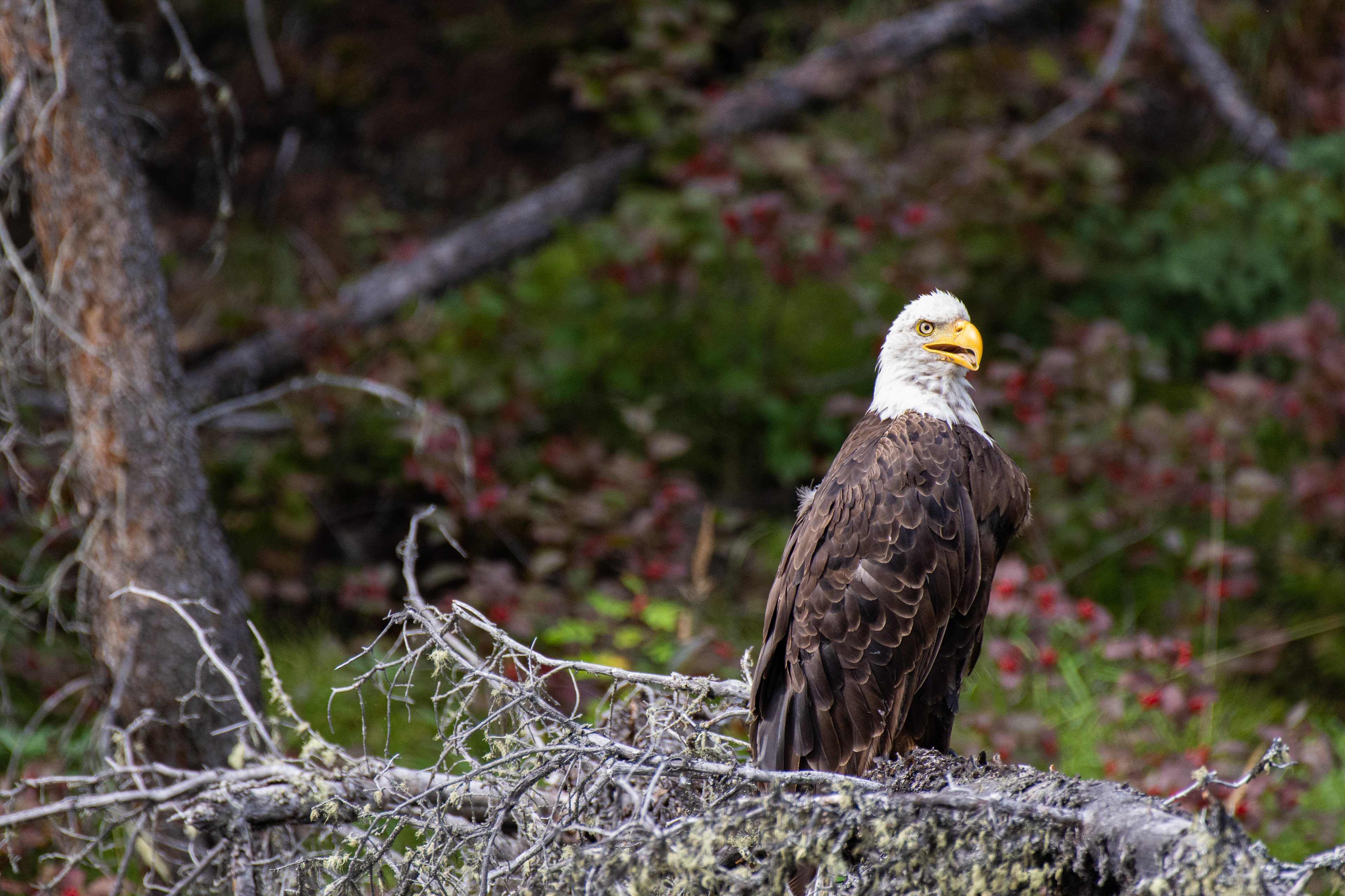 Bald eagle.