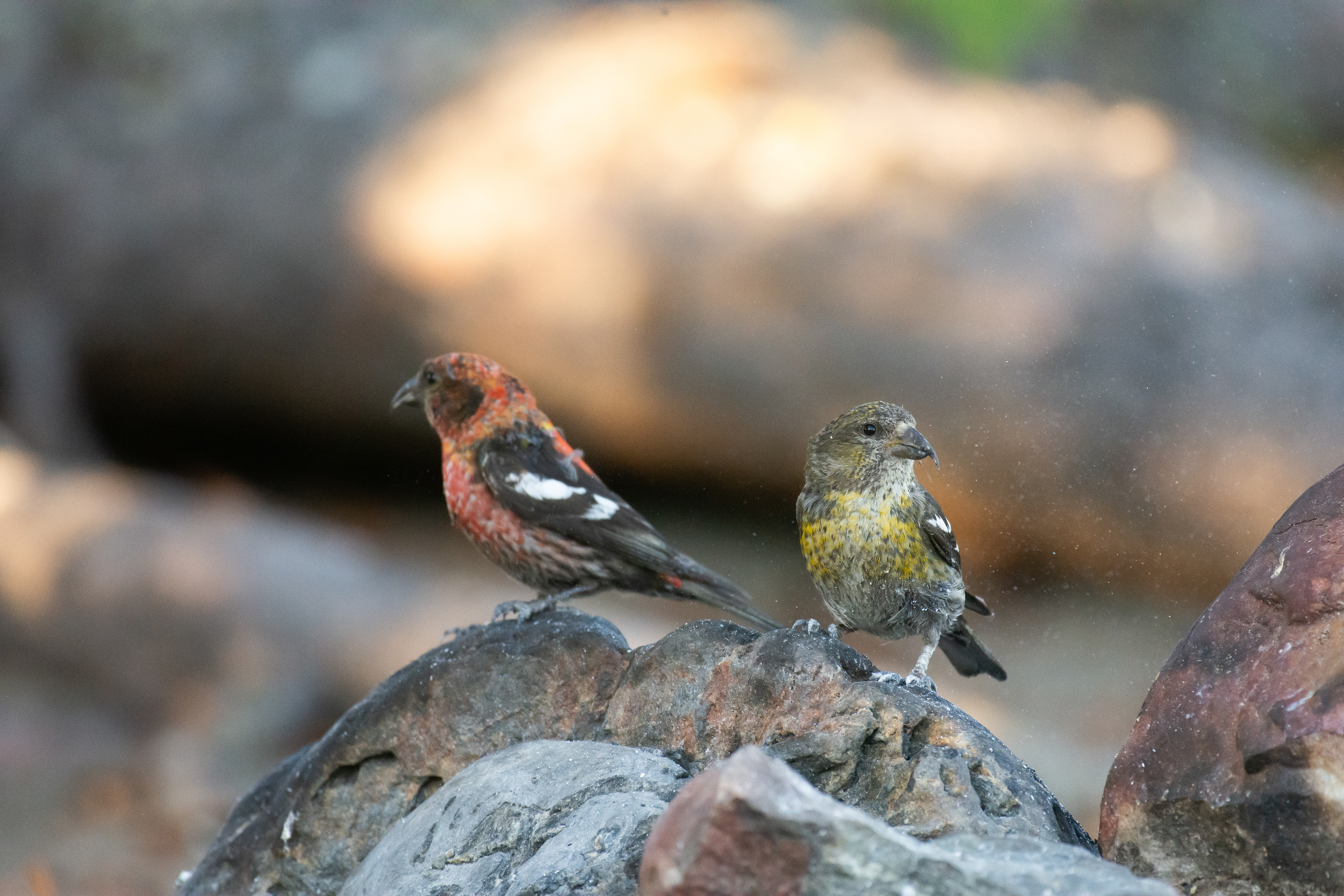 White-winged crossbill (left, male; right, female).