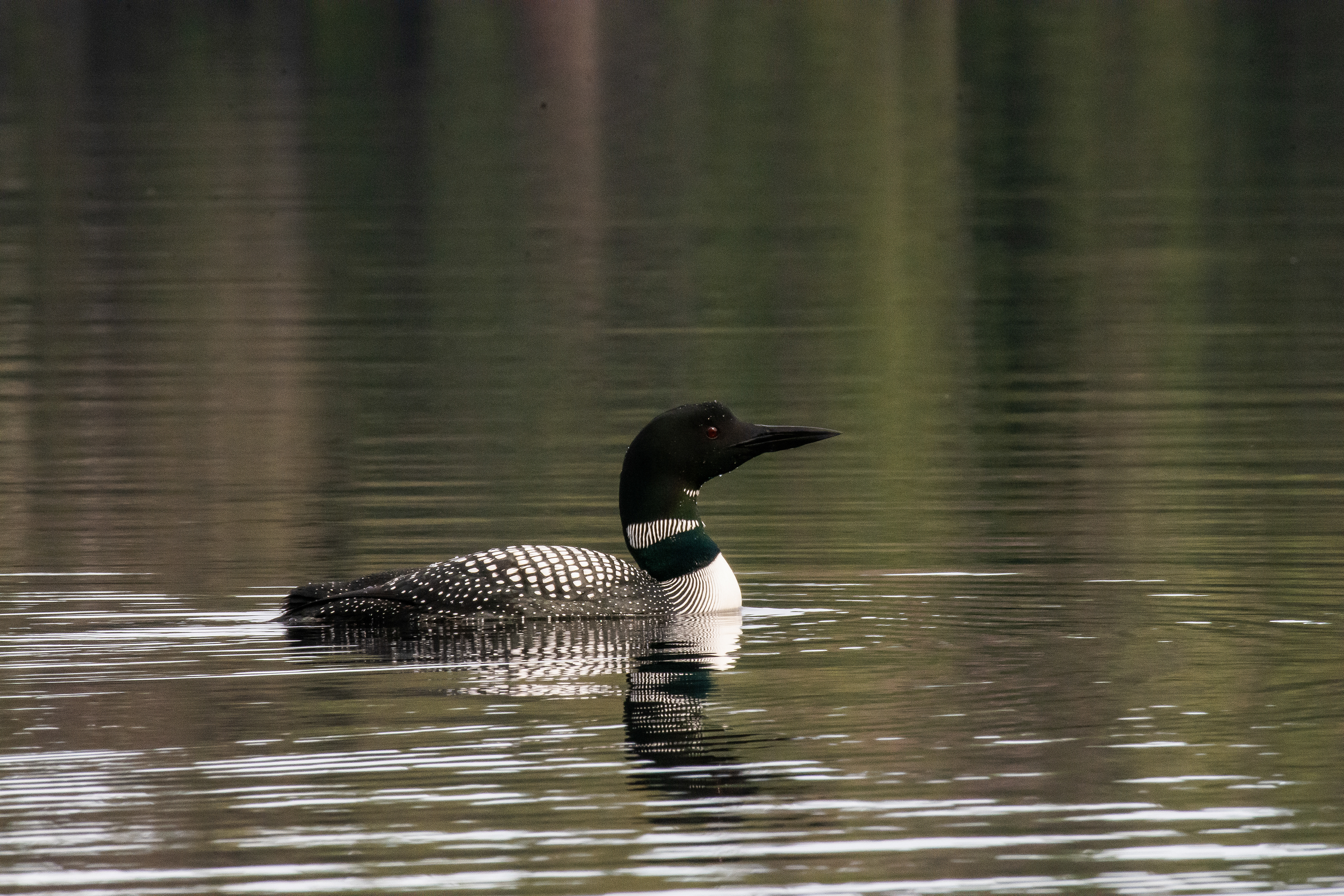 Common loon.