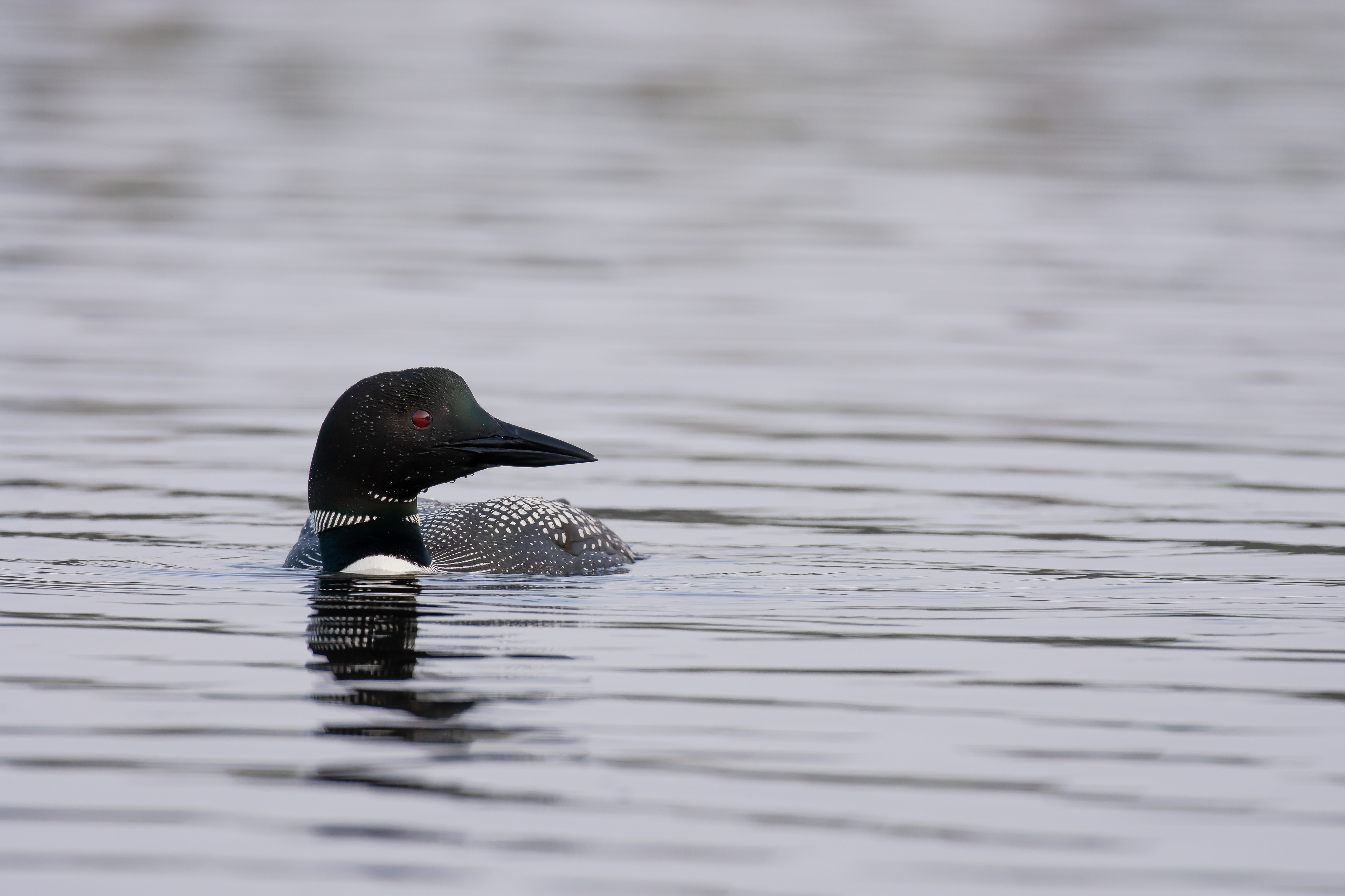 Common loon.