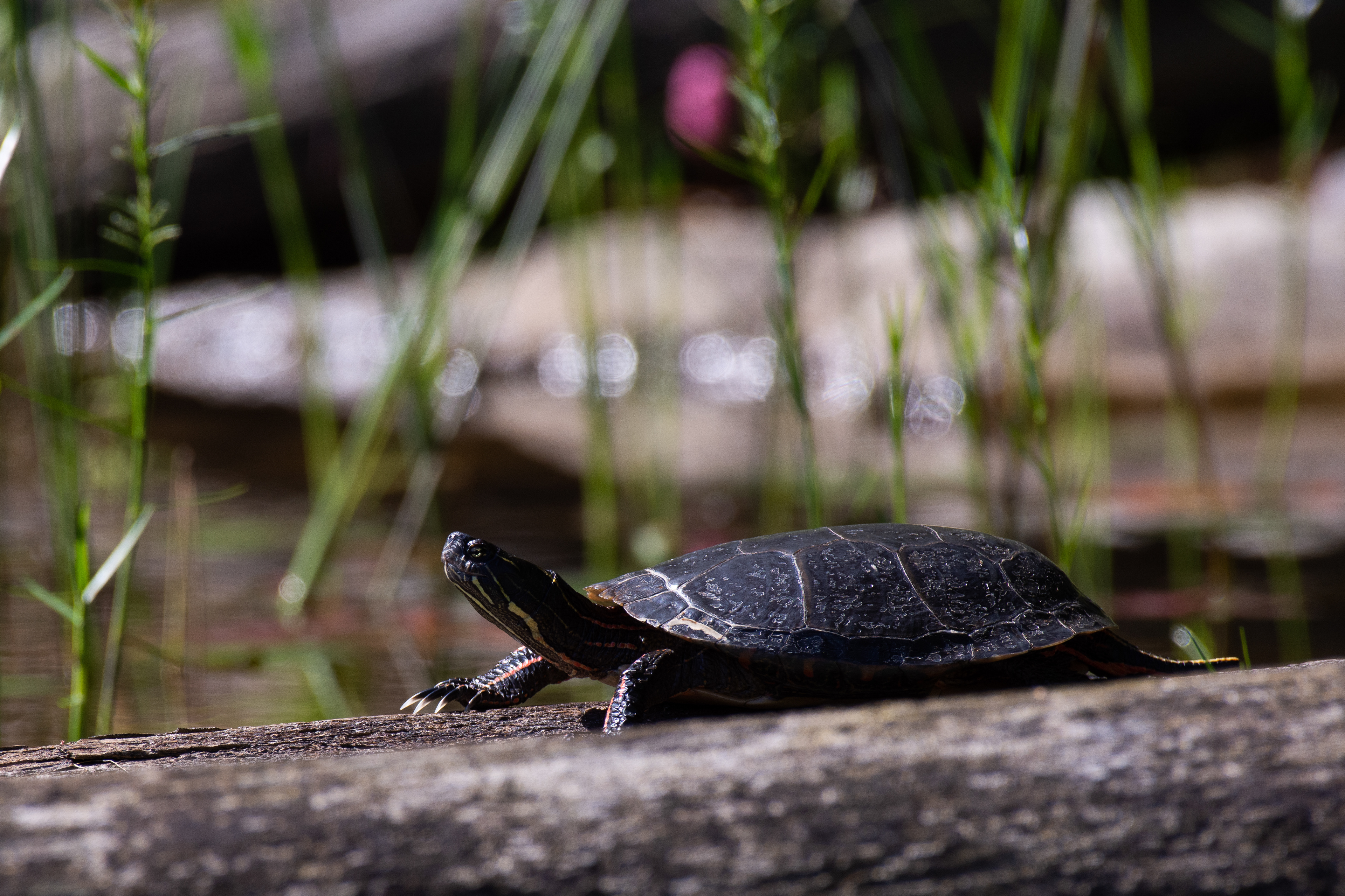 Painted turtle.
