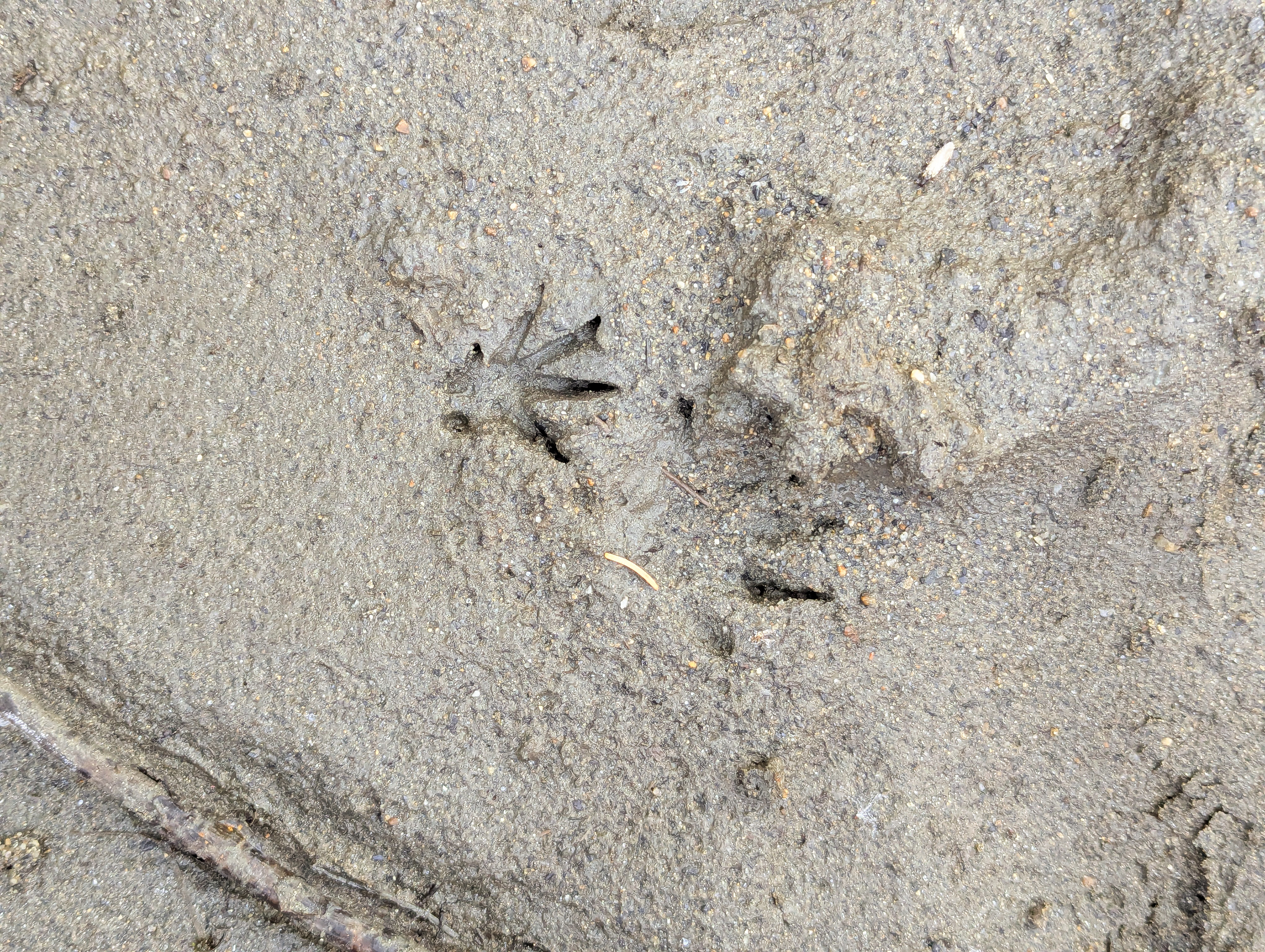 Muskrat track.