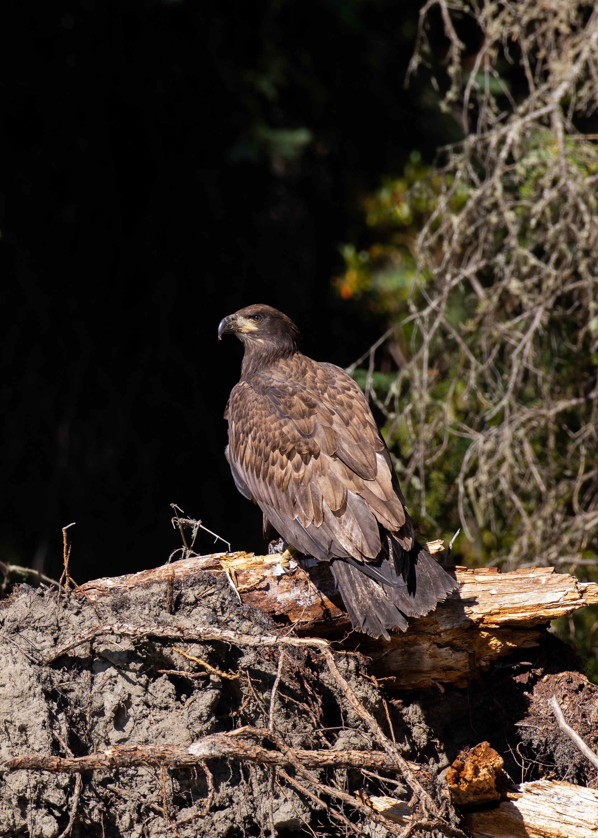 Bald eagle (juvenile).