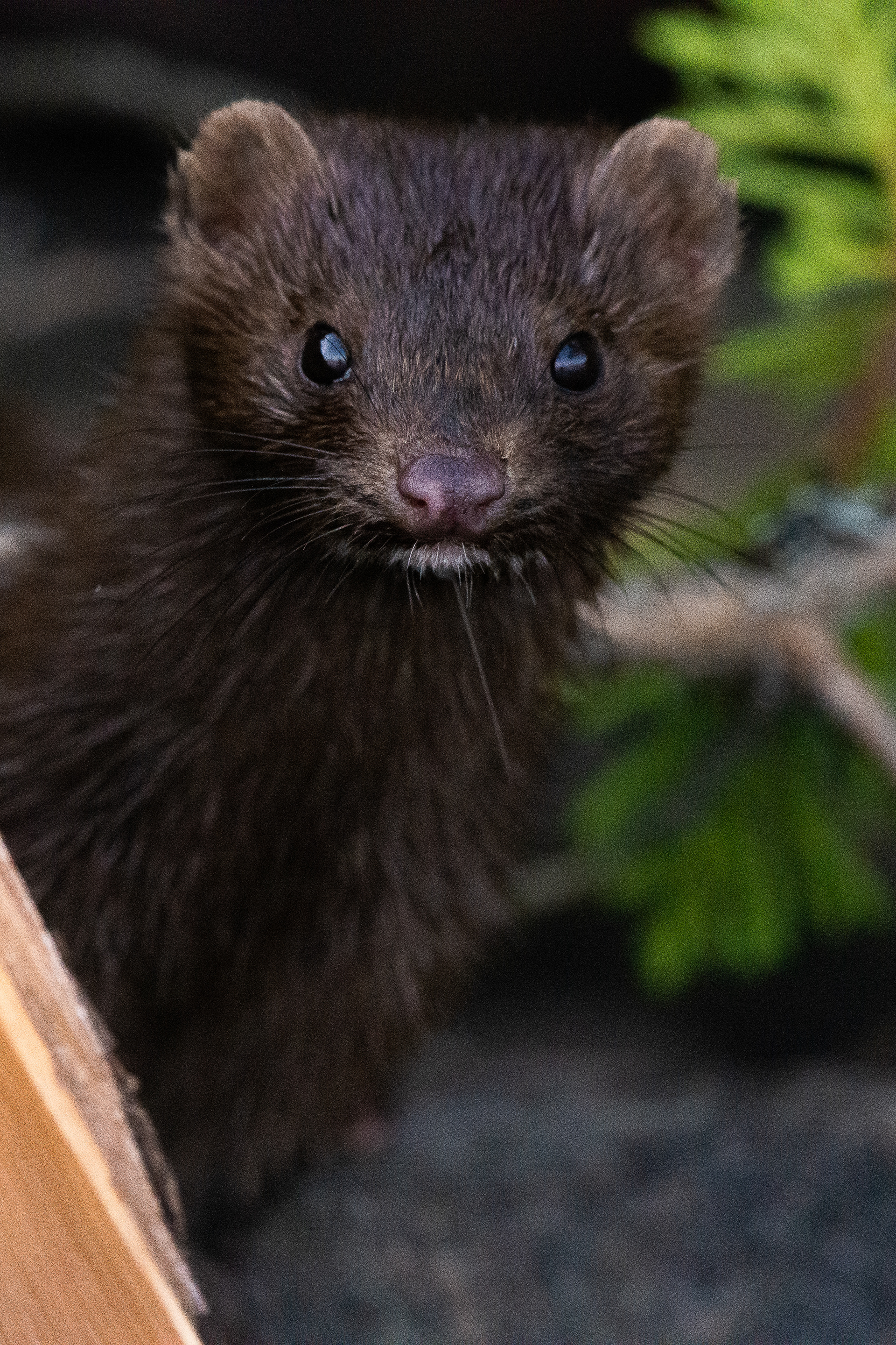 Mink.