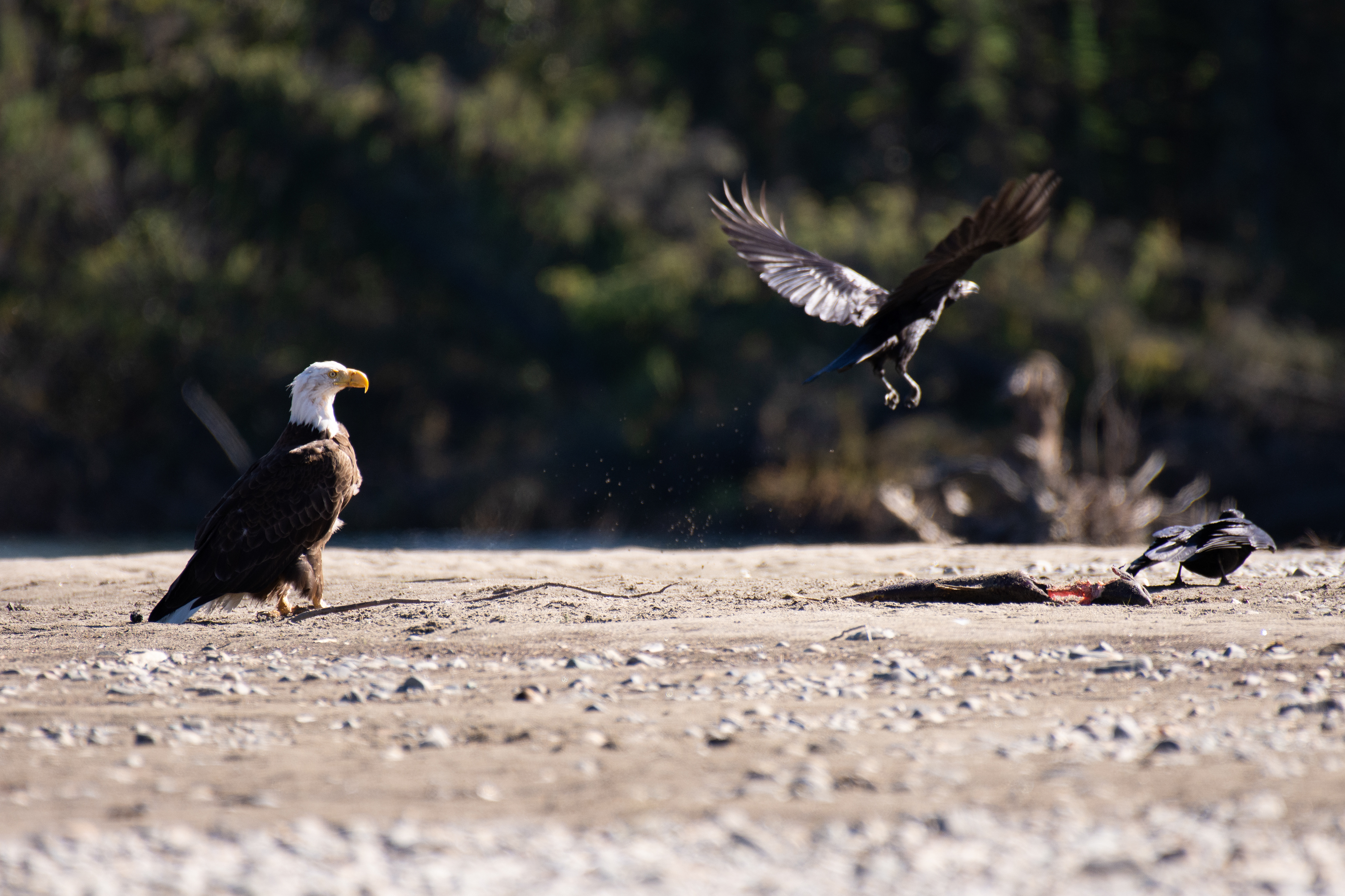 Bald eagle and ravens.
